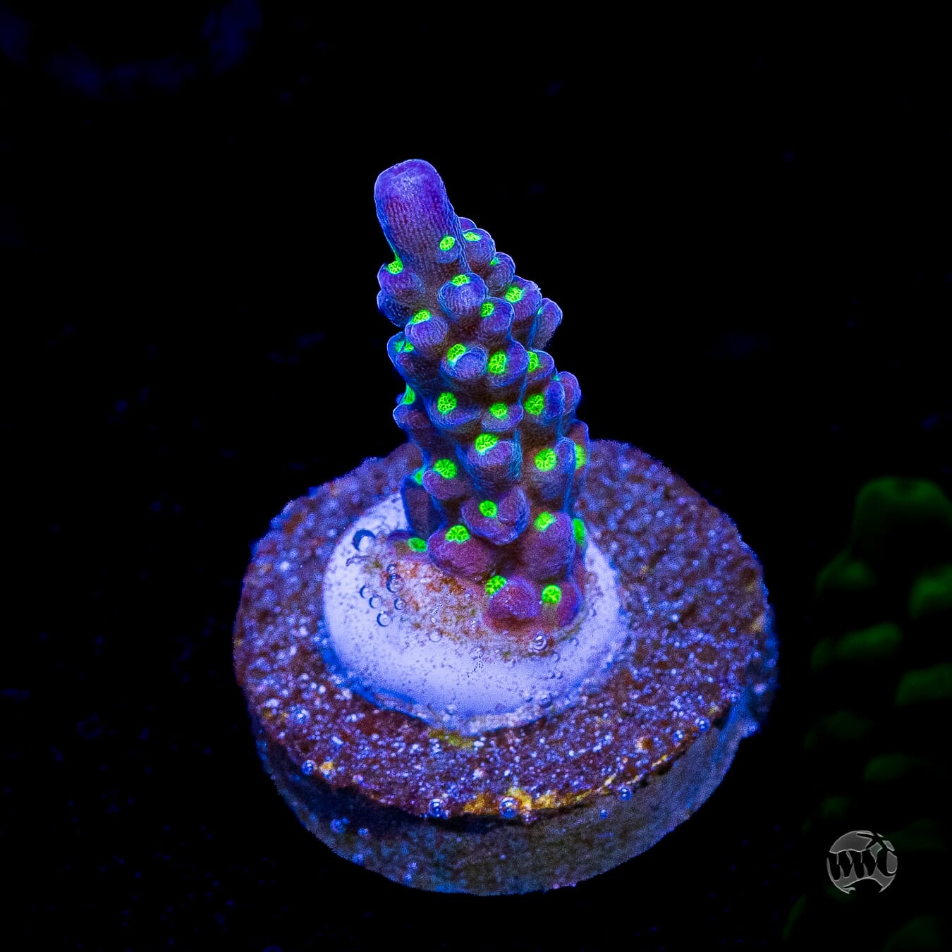 WWC Blueberry Fields Acropora