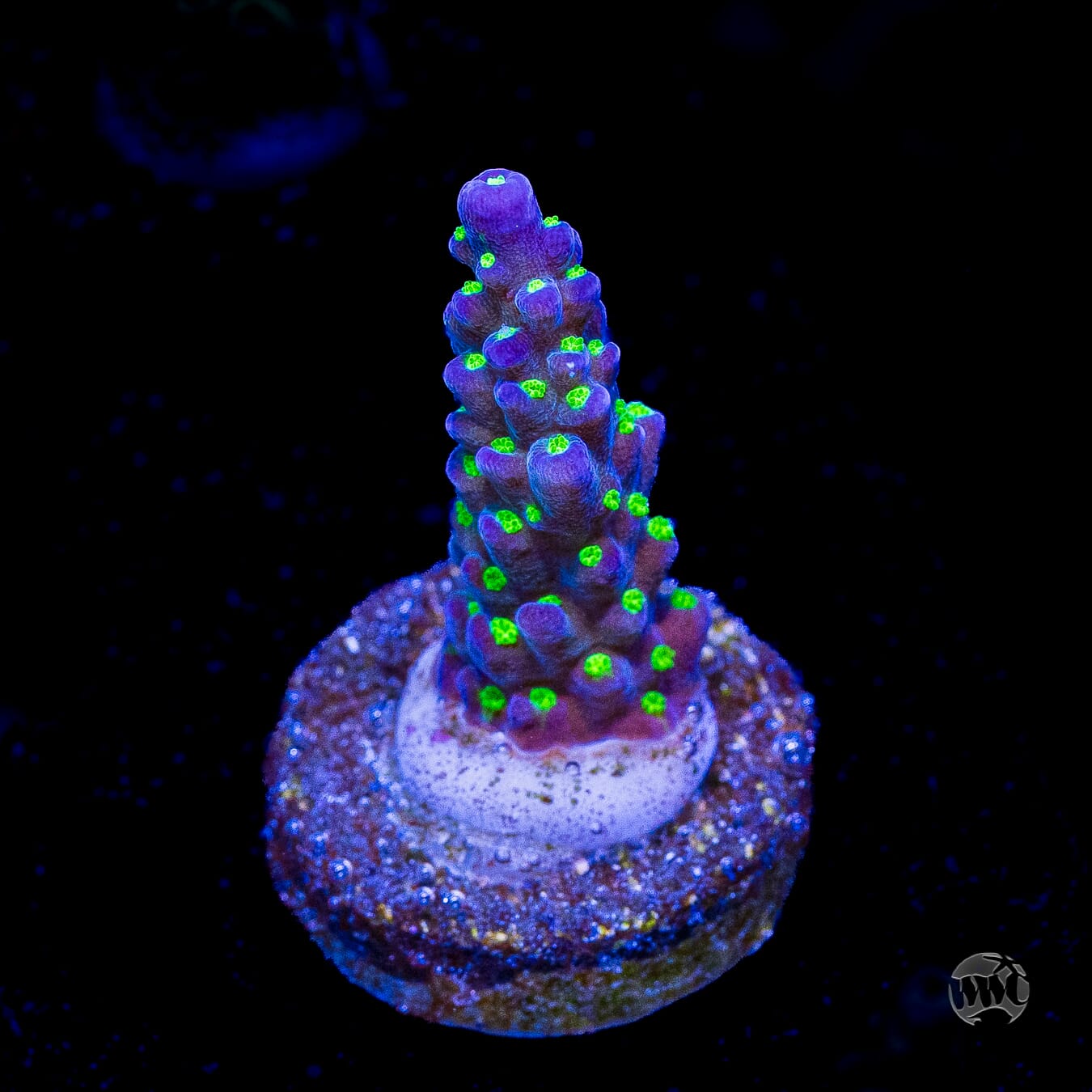 WWC Blueberry Fields Acropora