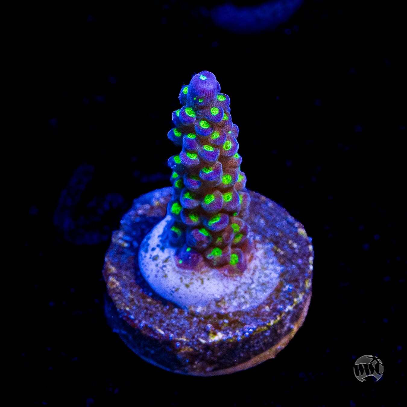 WWC Blueberry Fields Acropora