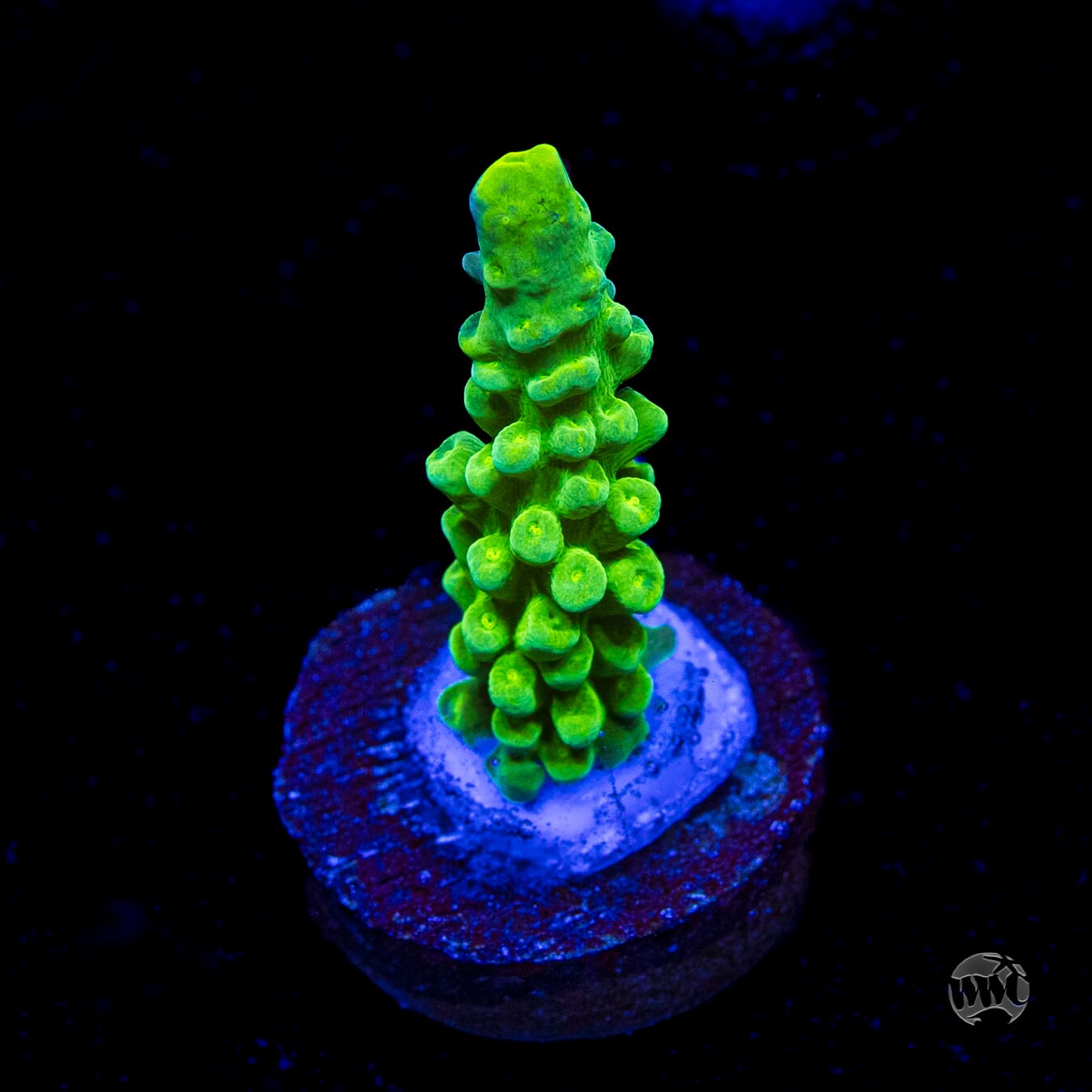WWC Yellow Austera Acropora