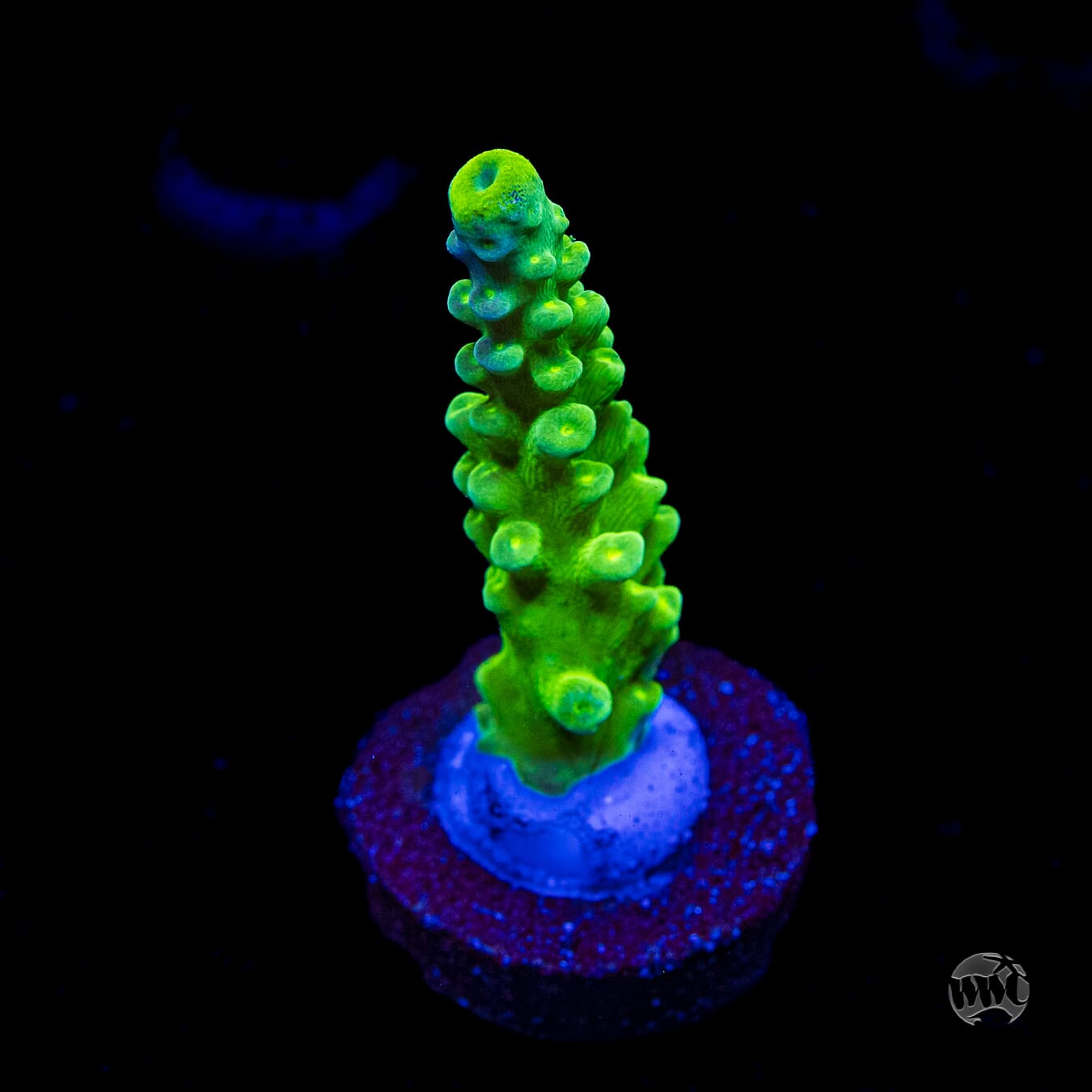 WWC Yellow Austera Acropora