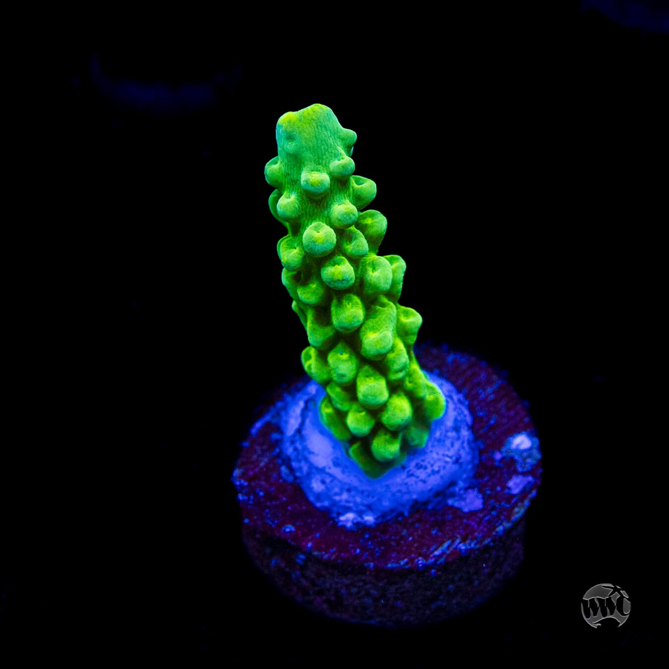 WWC Yellow Austera Acropora
