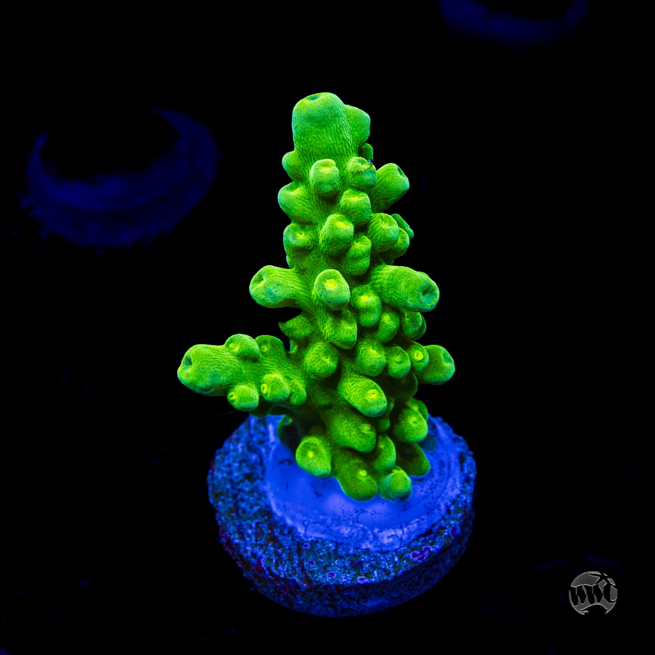 WWC Yellow Austera Acropora