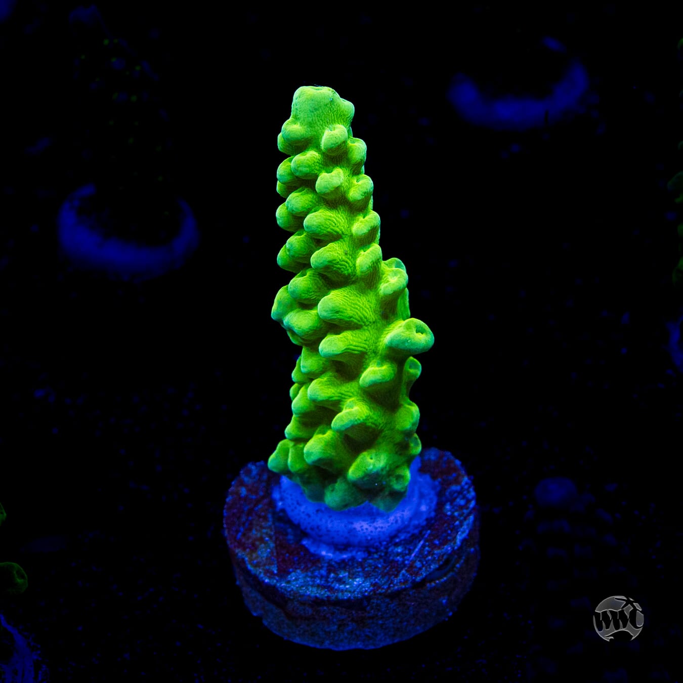 WWC Yellow Austera Acropora