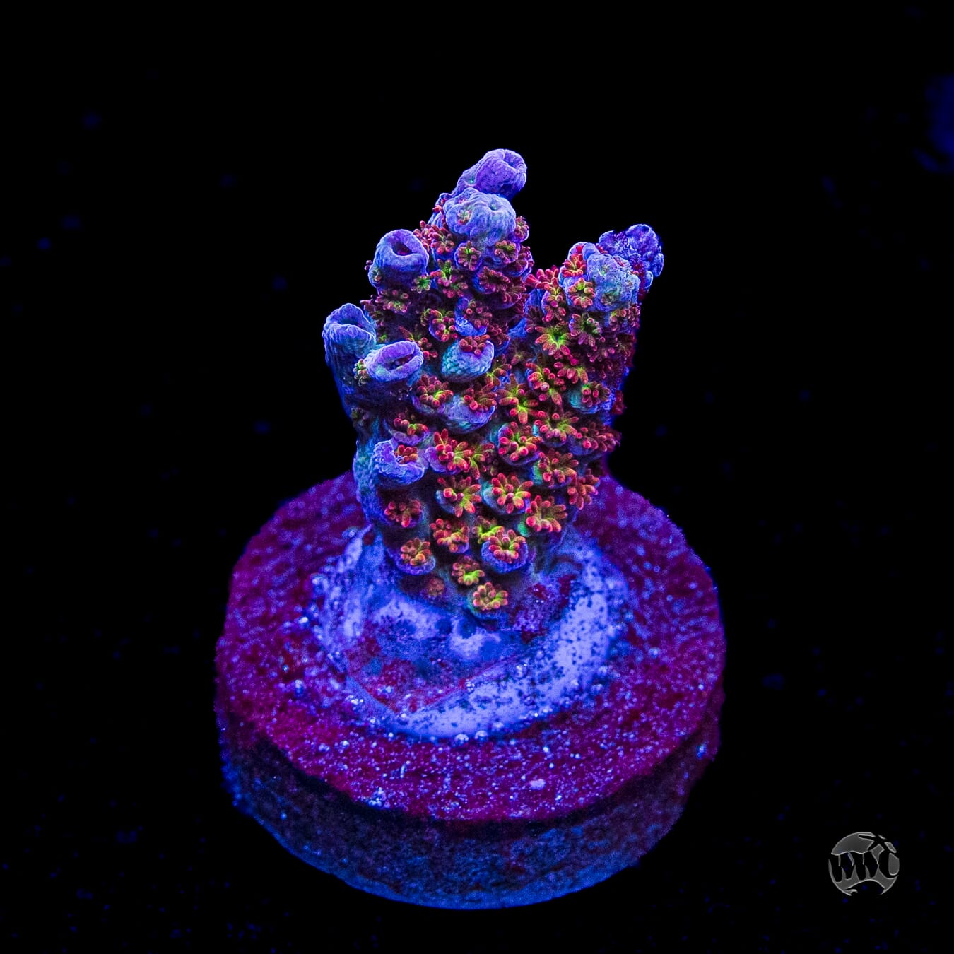 WWC Jello Shot Acropora