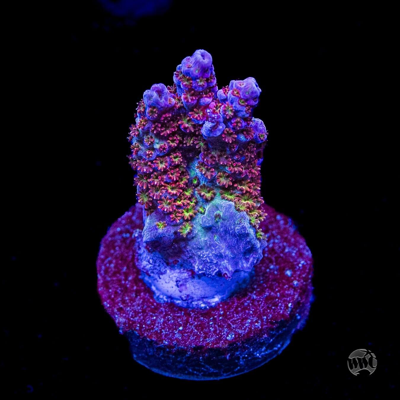 WWC Jello Shot Acropora
