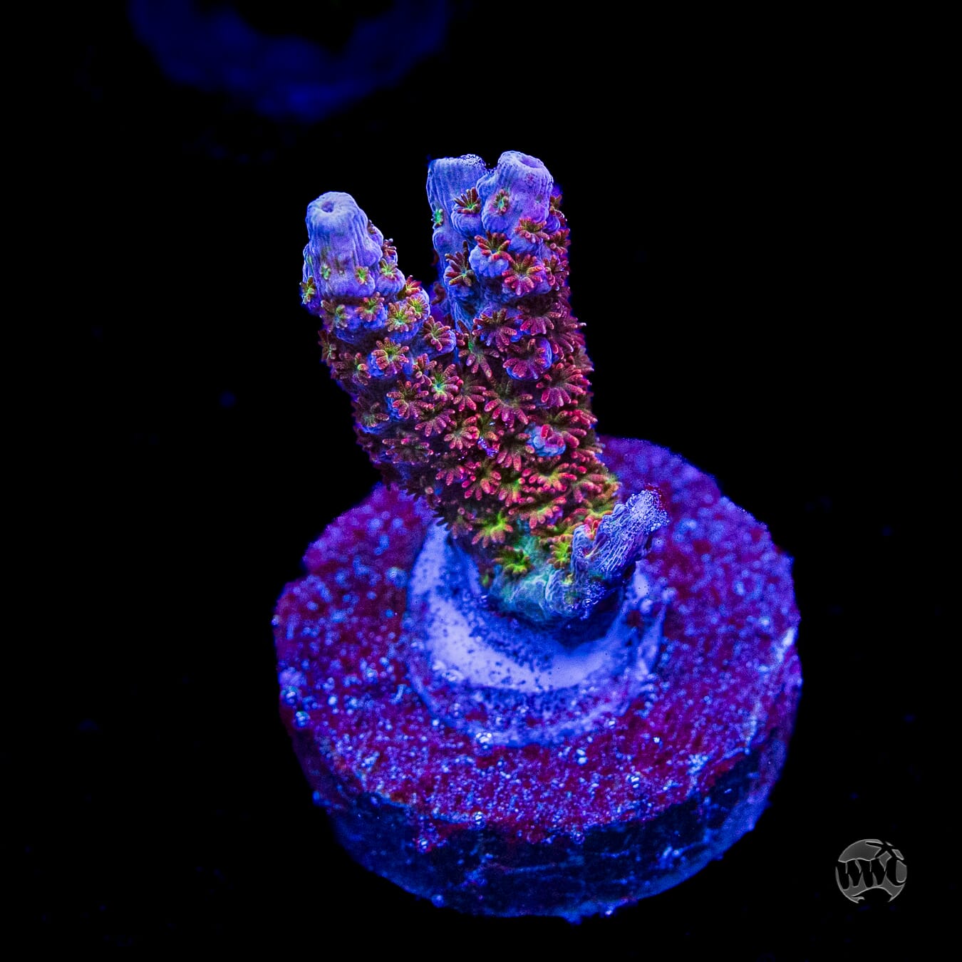 WWC Jello Shot Acropora