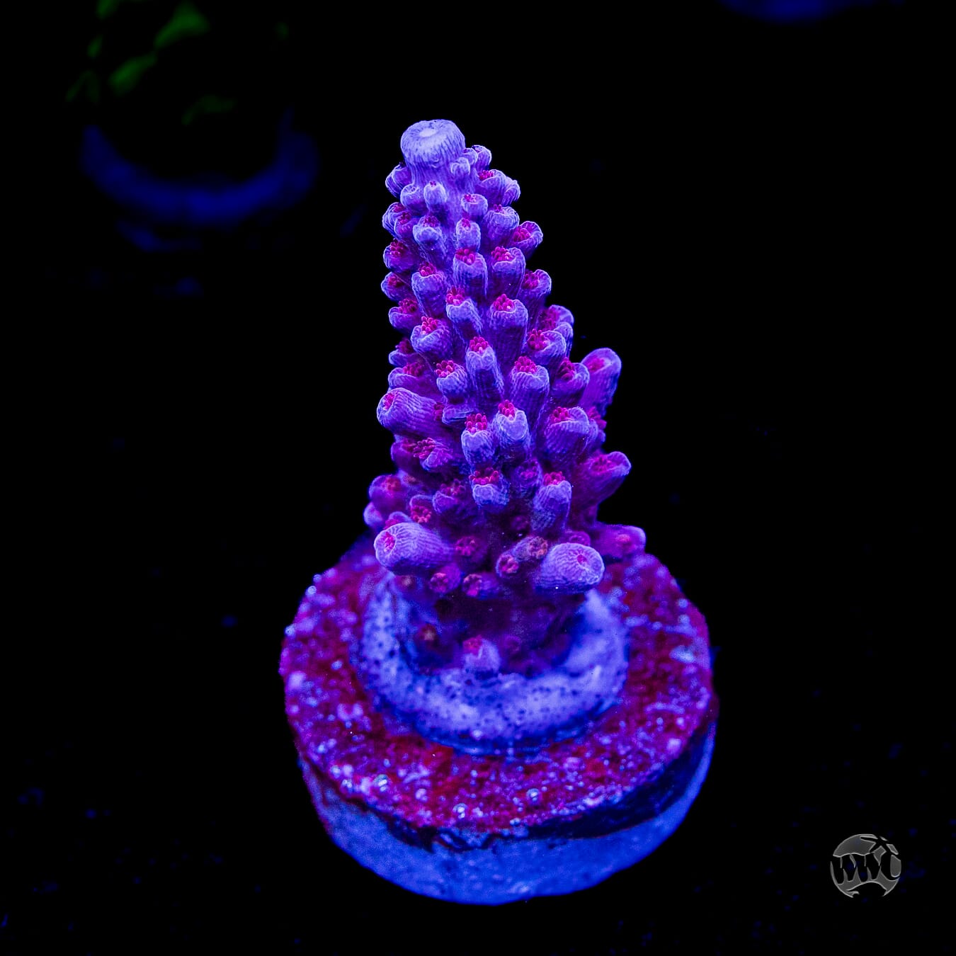 WWC Dreamweaver Acropora
