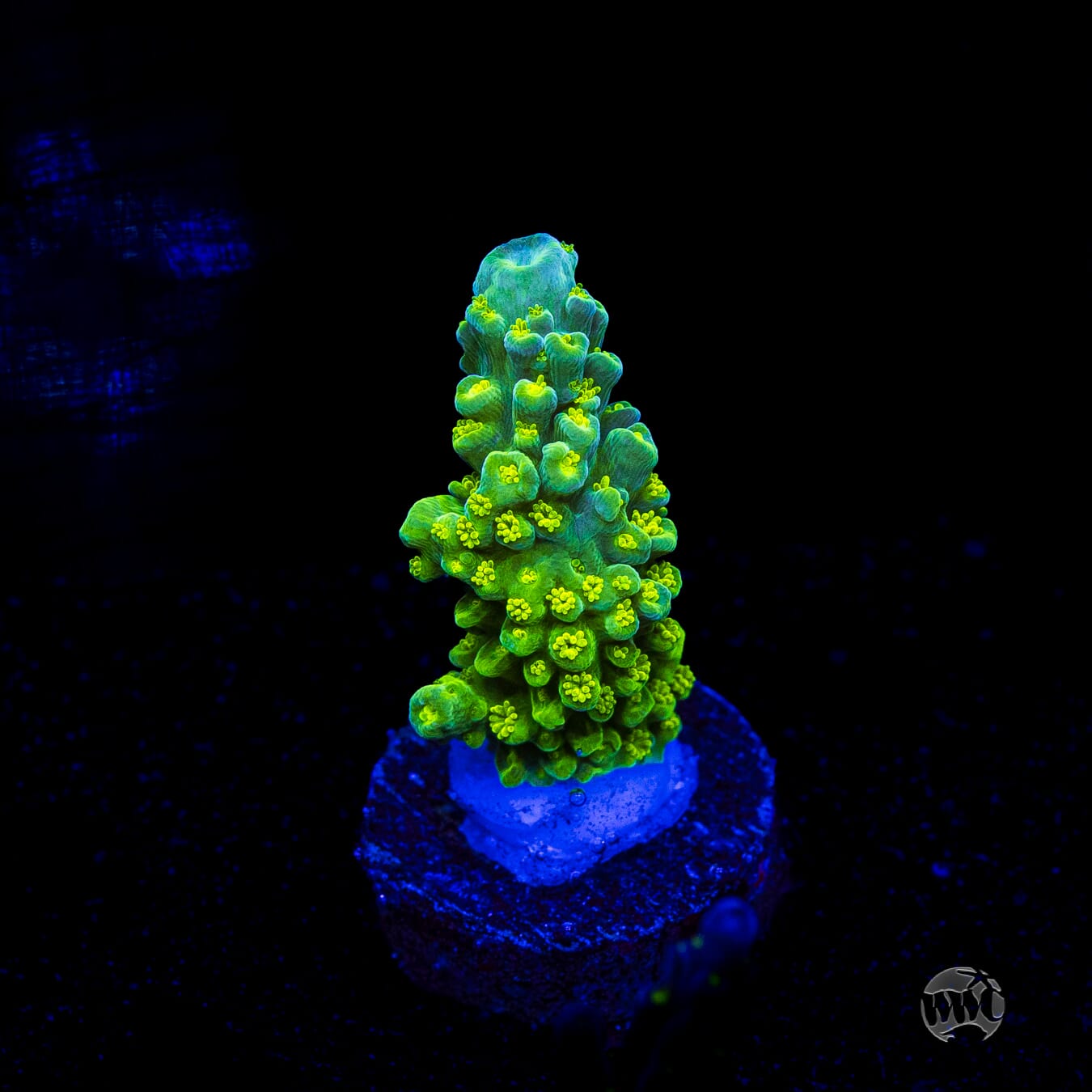 Green Slimer Acropora