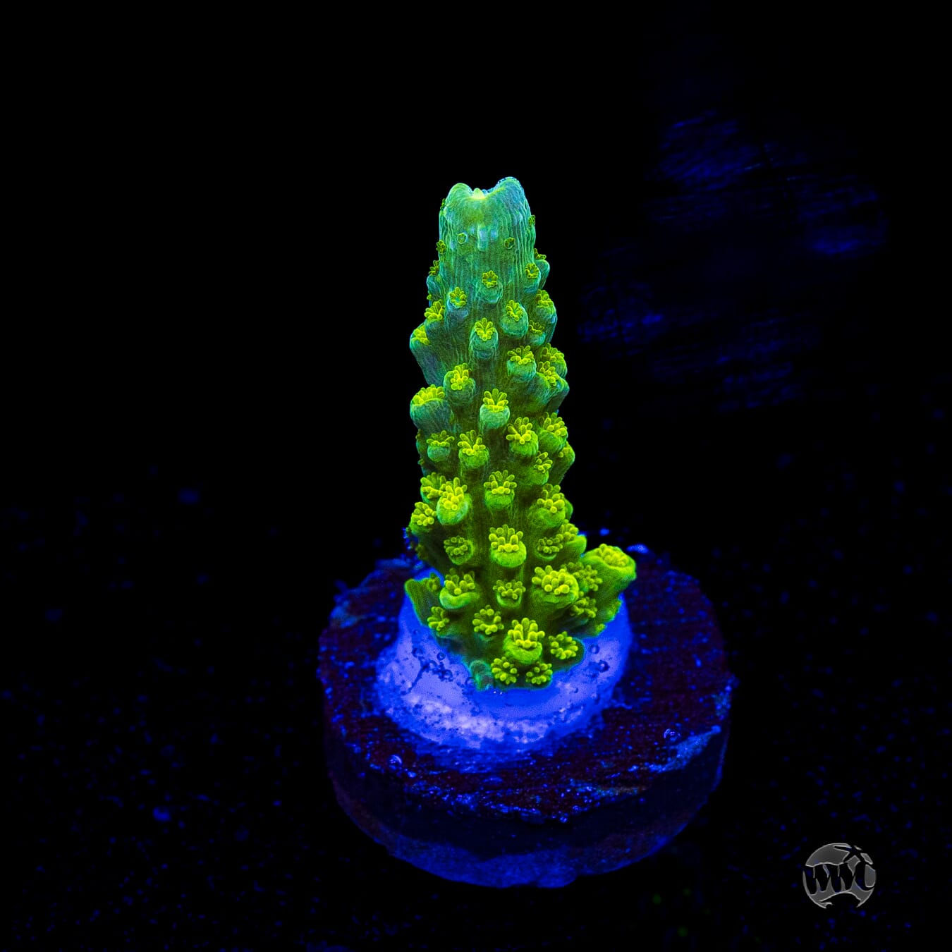 Green Slimer Acropora