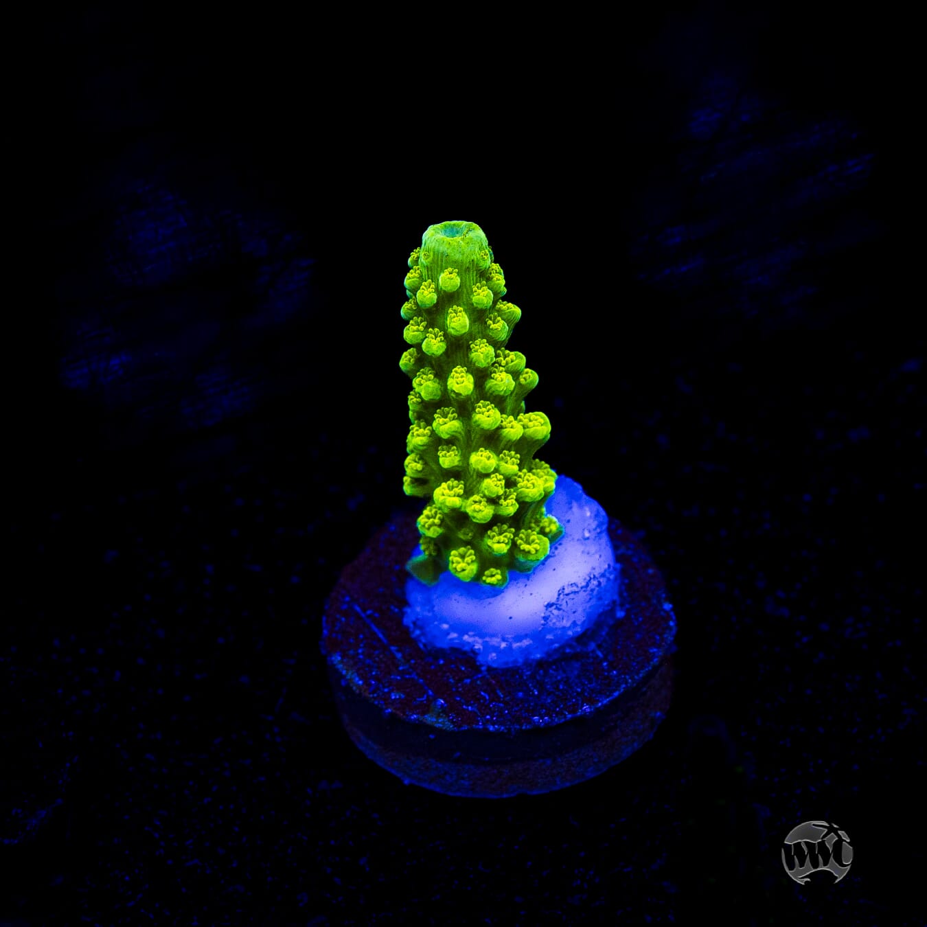 Green Slimer Acropora