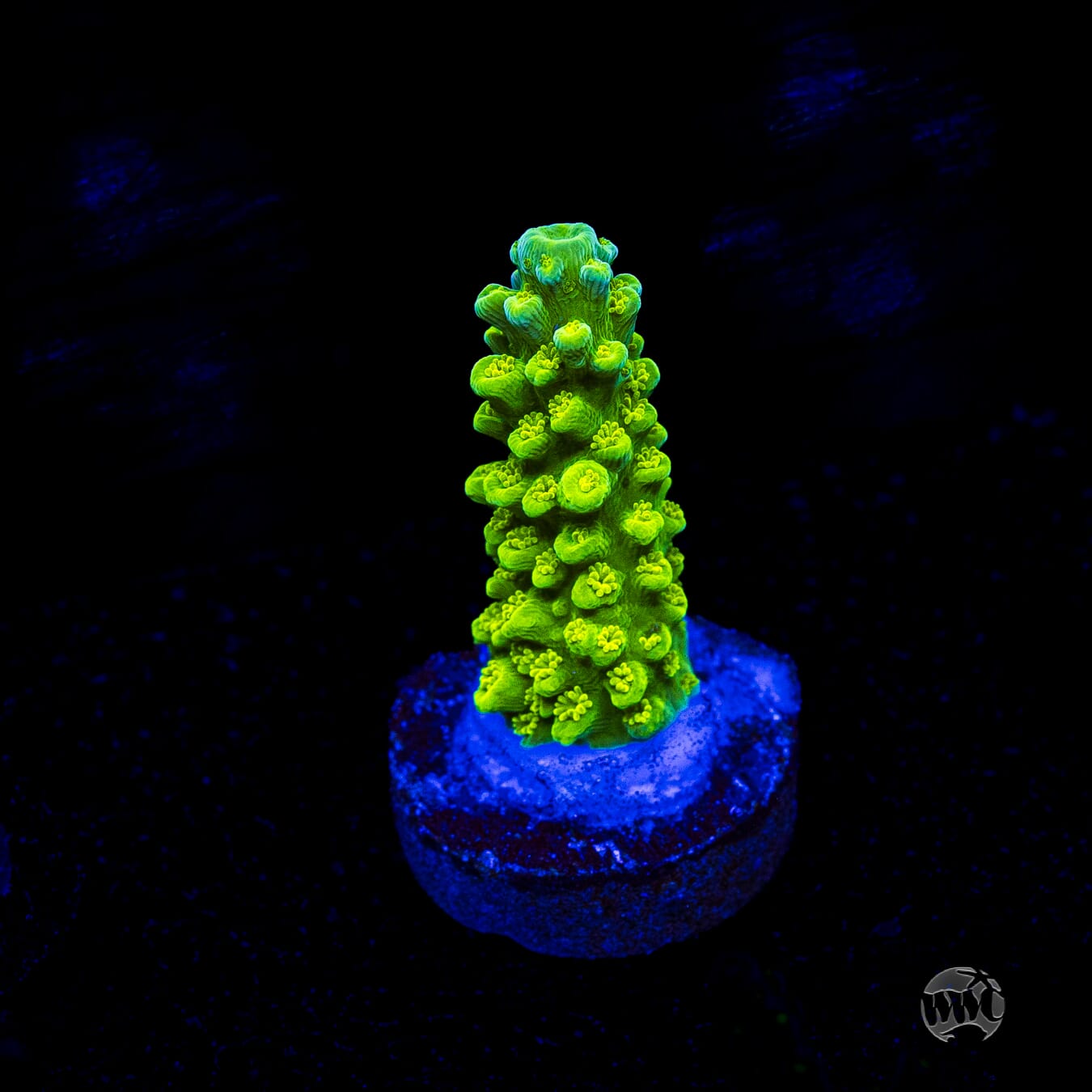 Green Slimer Acropora