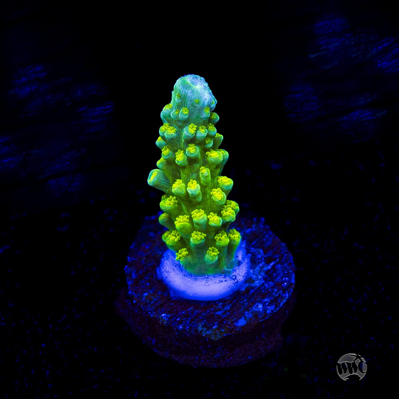 Green Slimer Acropora