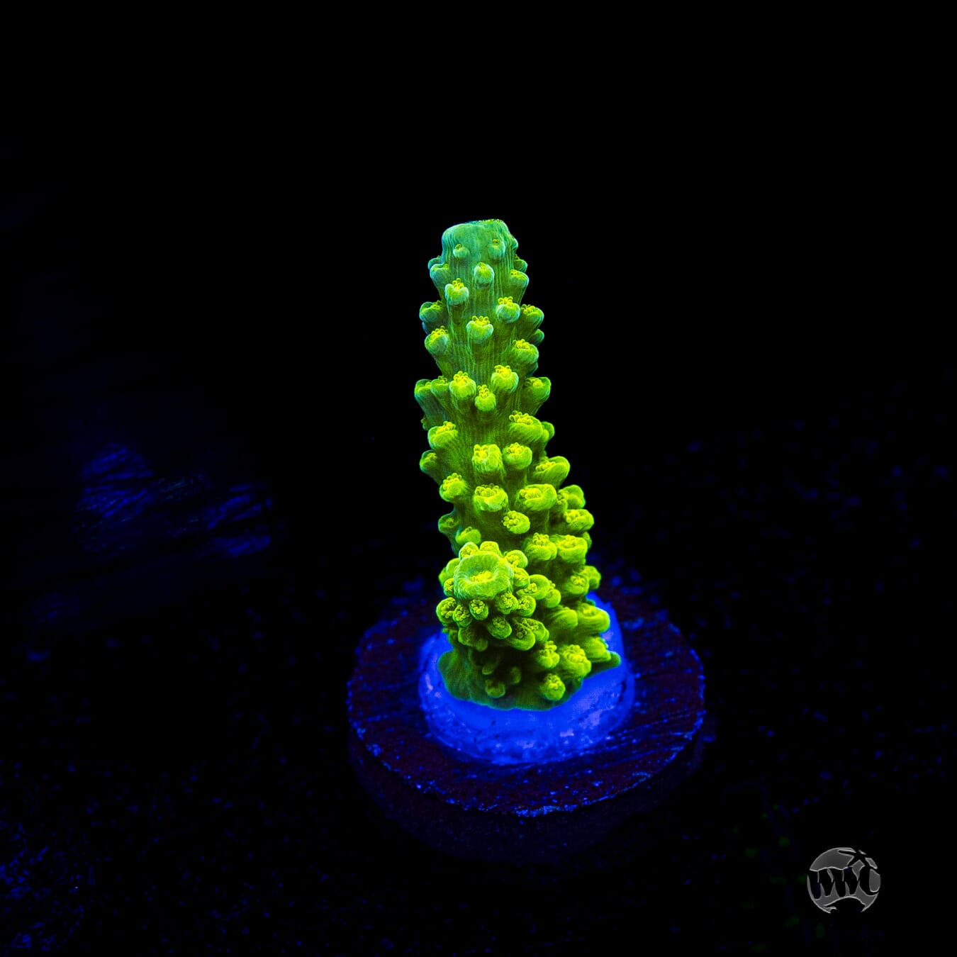 Green Slimer Acropora