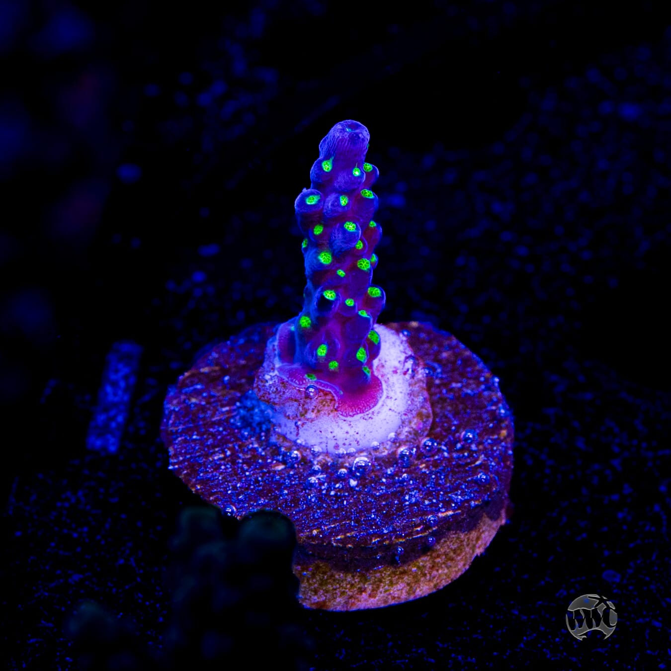 Tricolor Valida Acropora