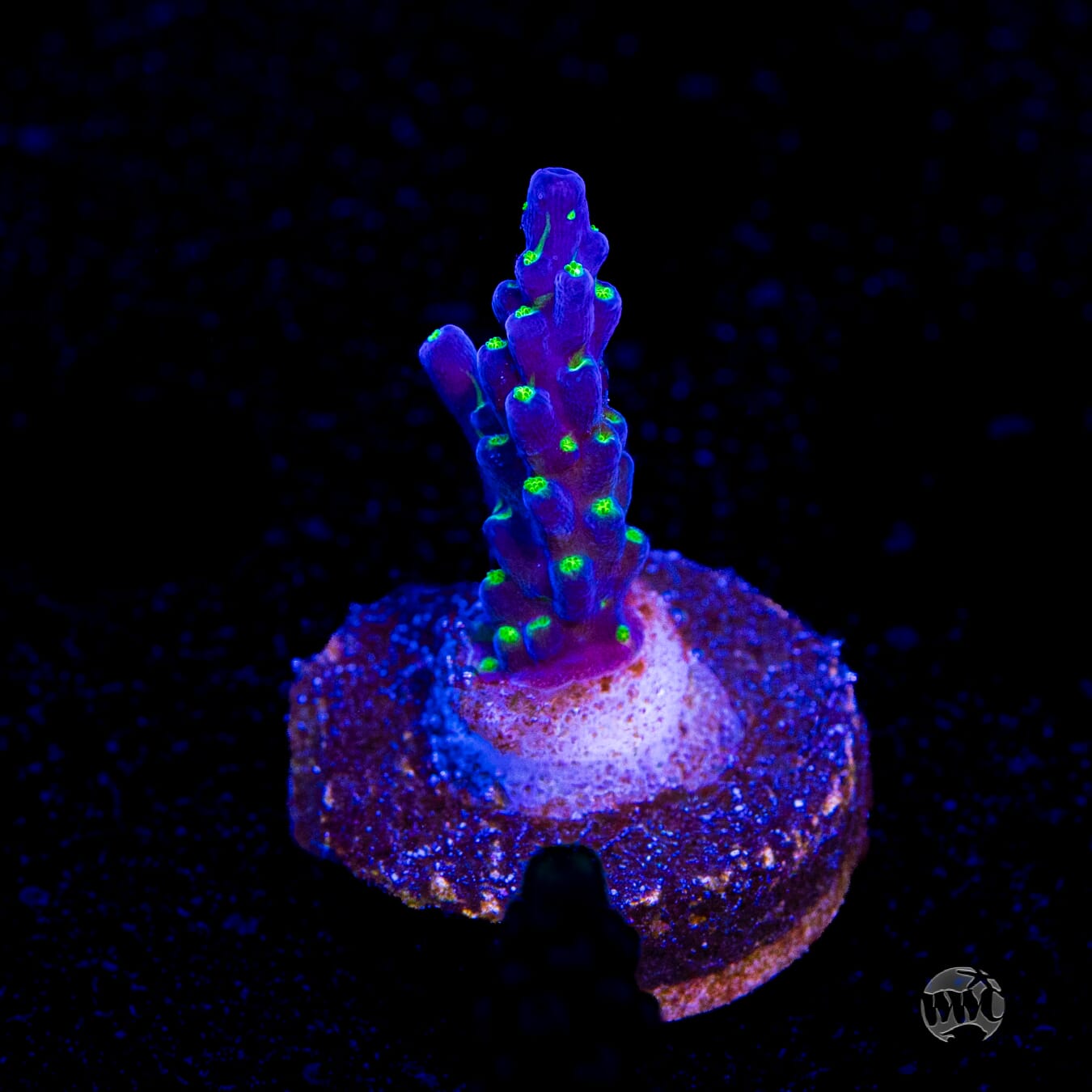 Tricolor Valida Acropora