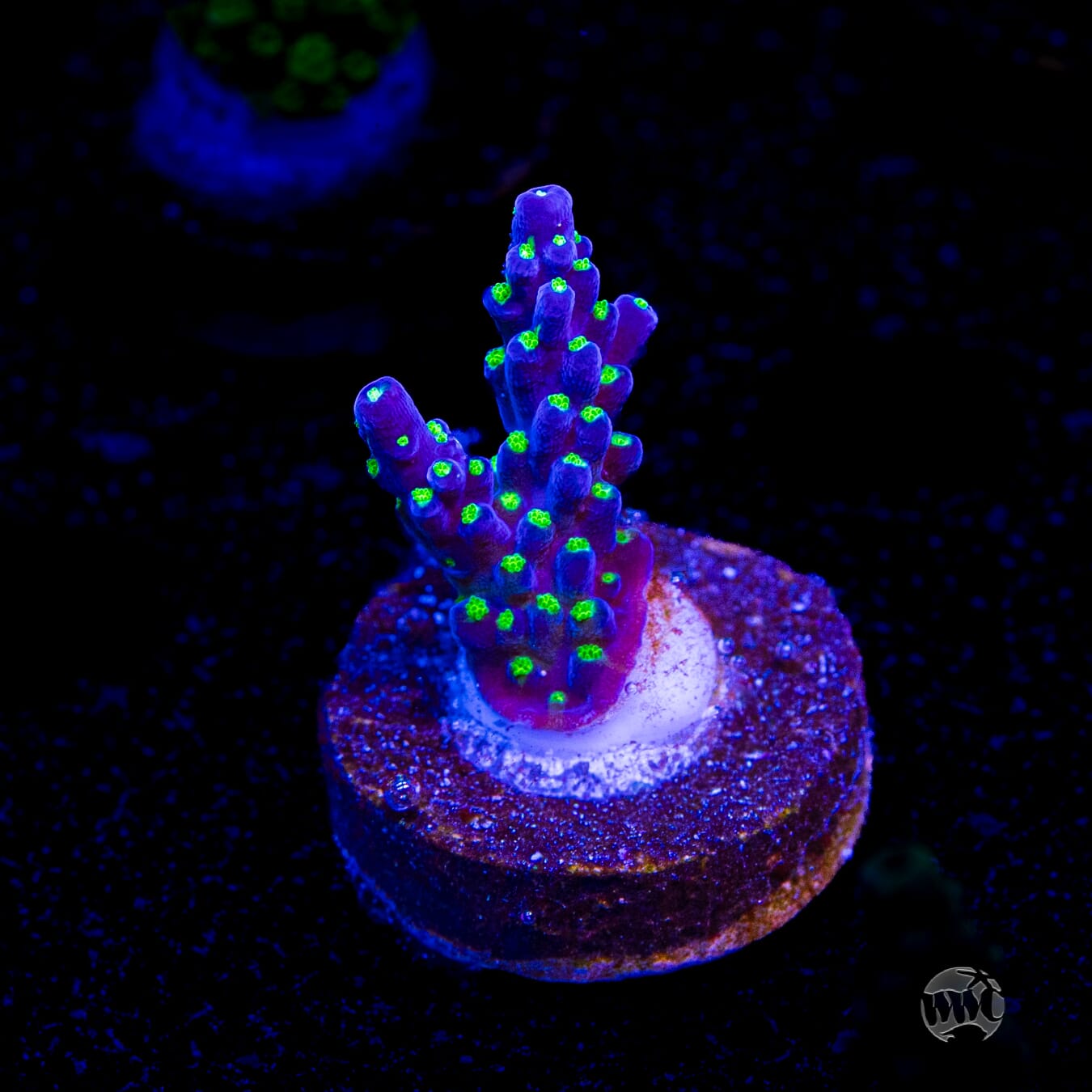 Tricolor Valida Acropora