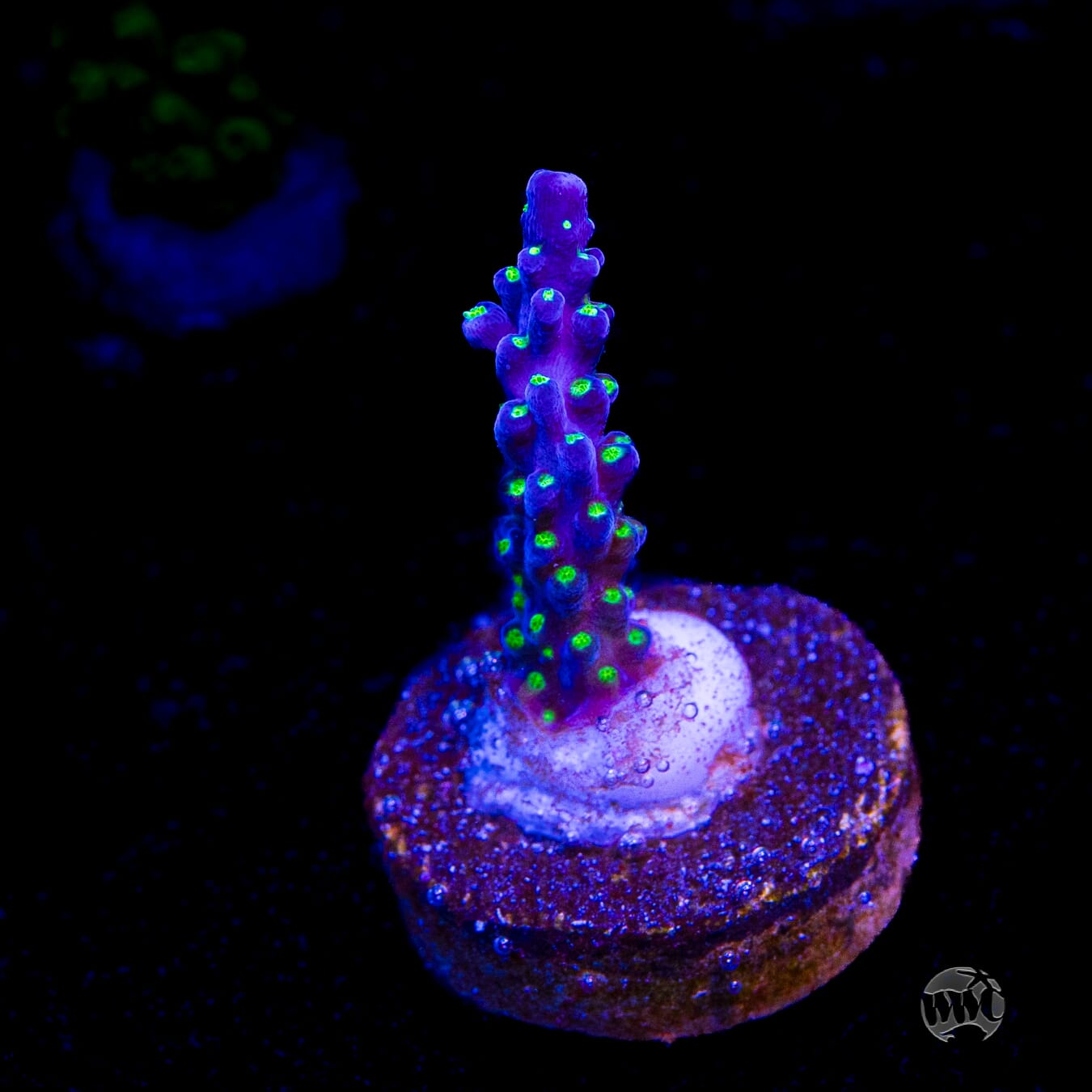 Tricolor Valida Acropora