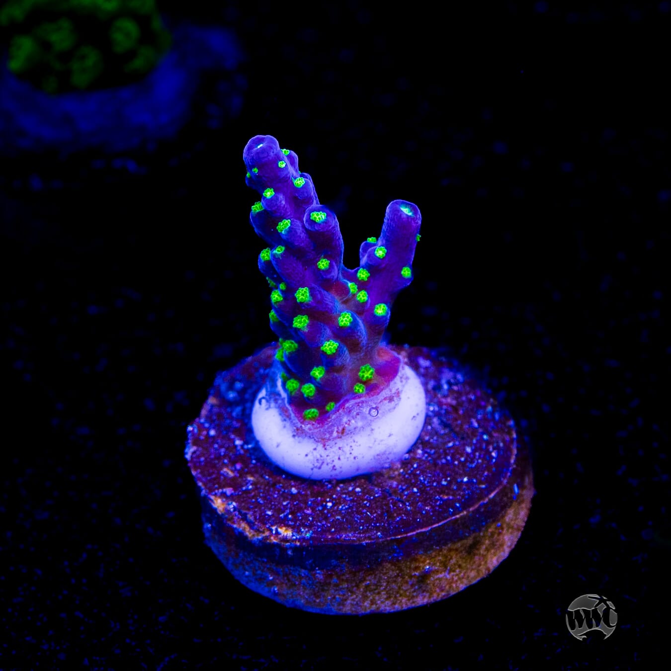 Tricolor Valida Acropora