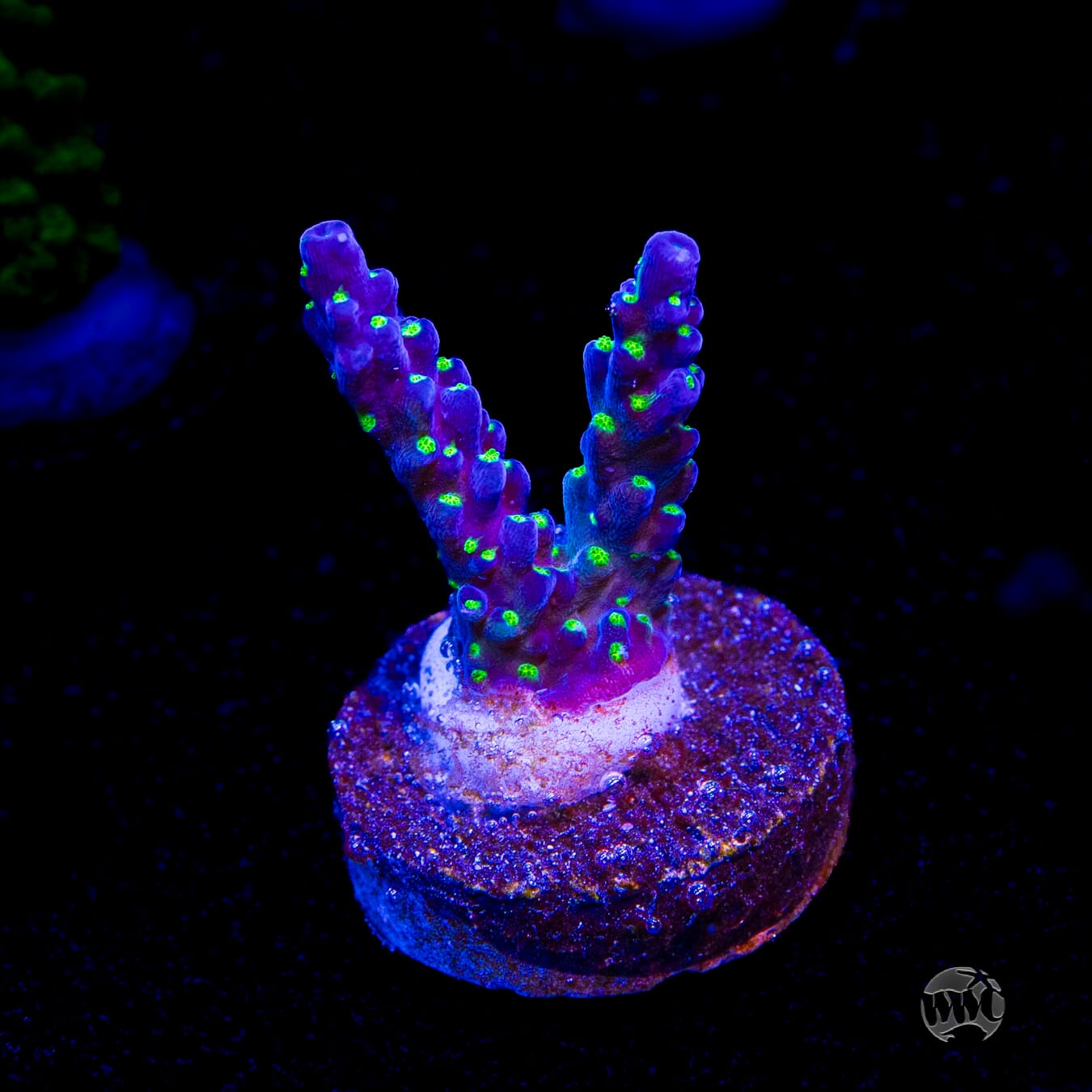 Tricolor Valida Acropora