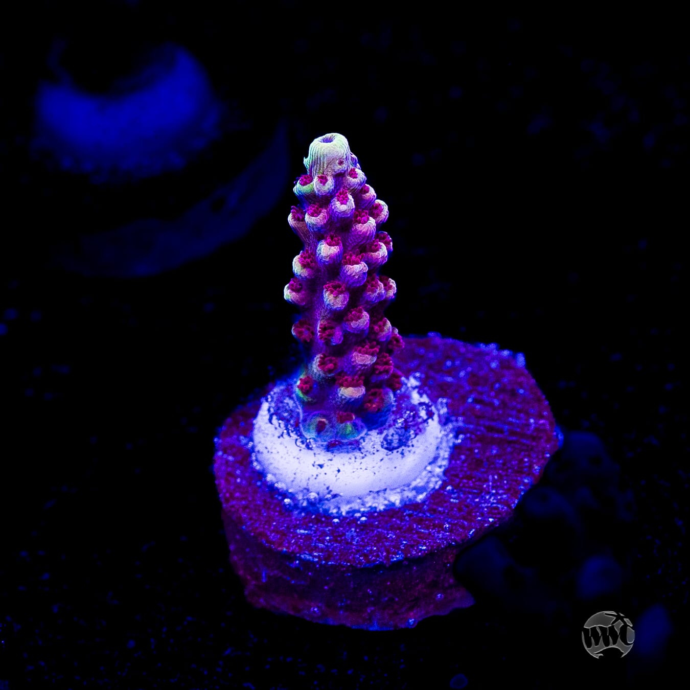 WWC Terra Red Acropora