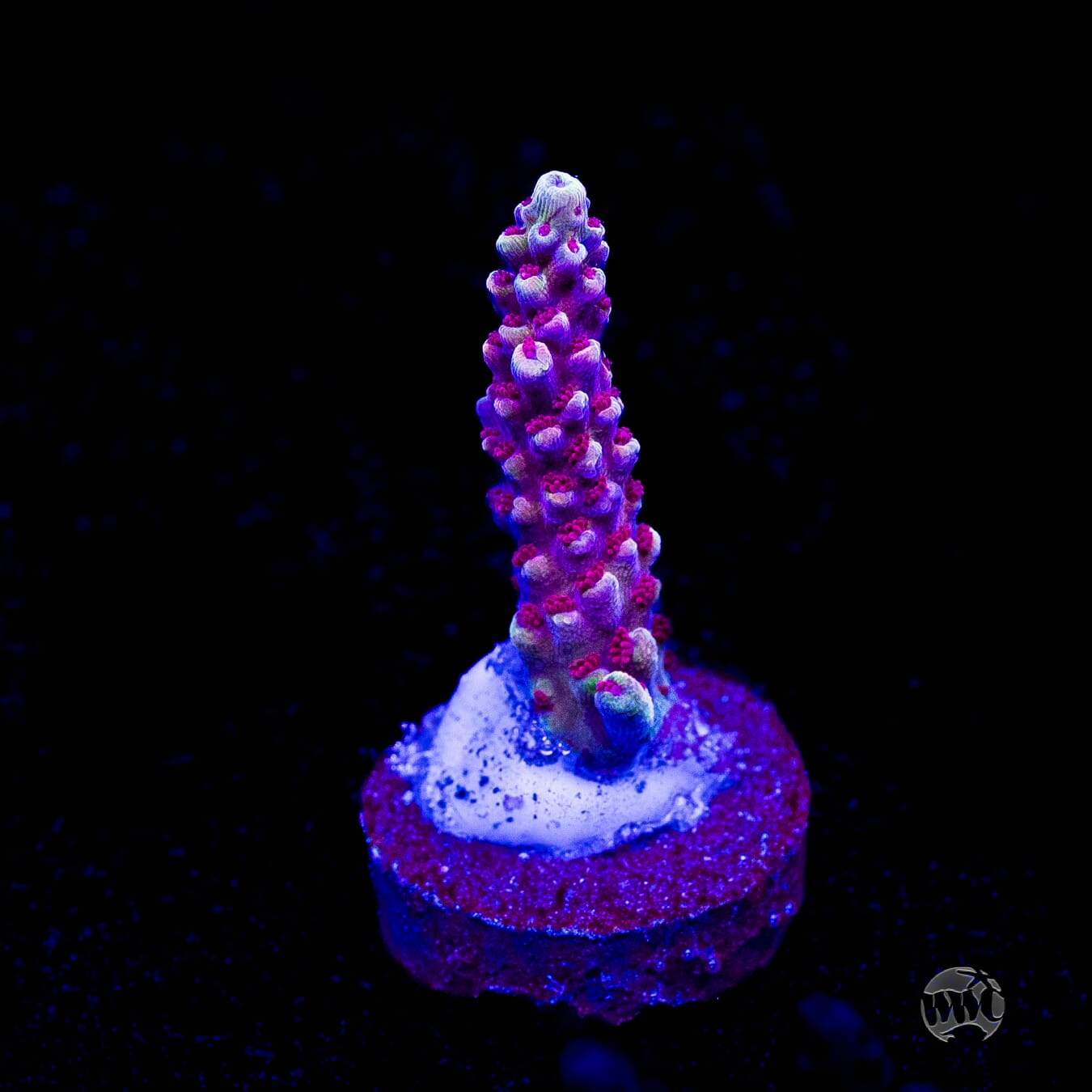 WWC Terra Red Acropora