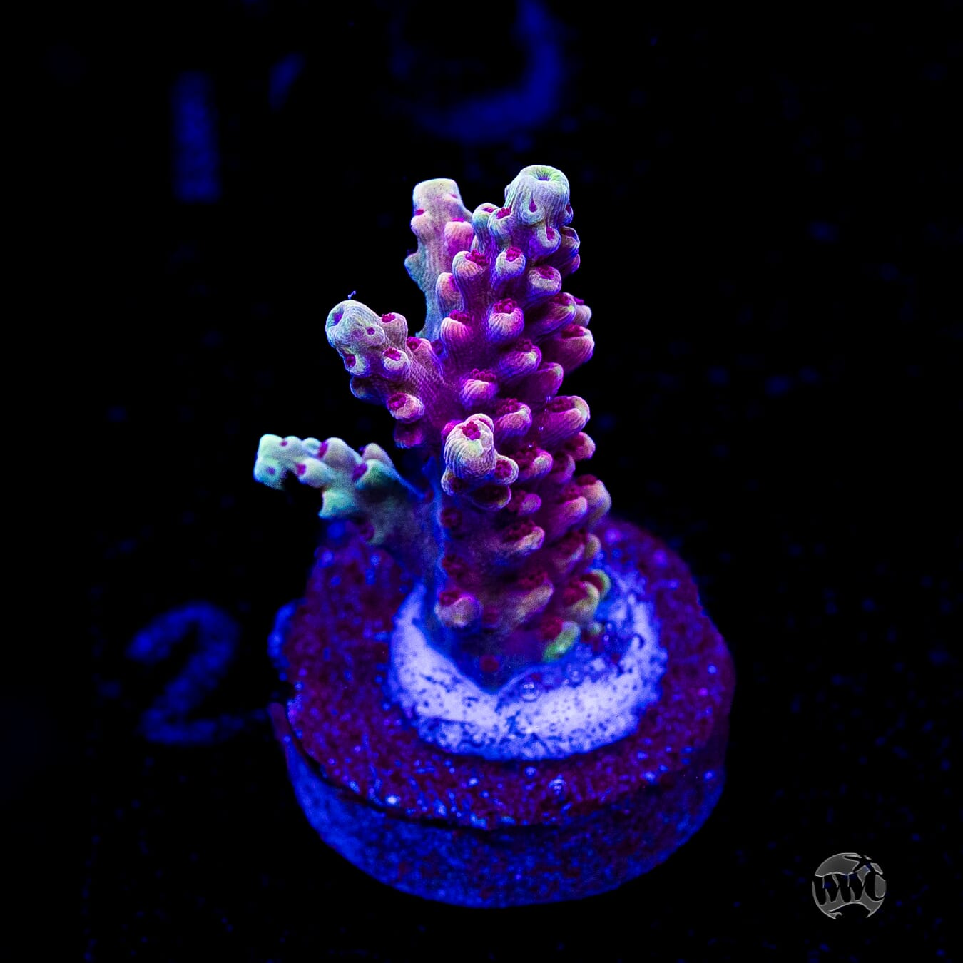 WWC Terra Red Acropora