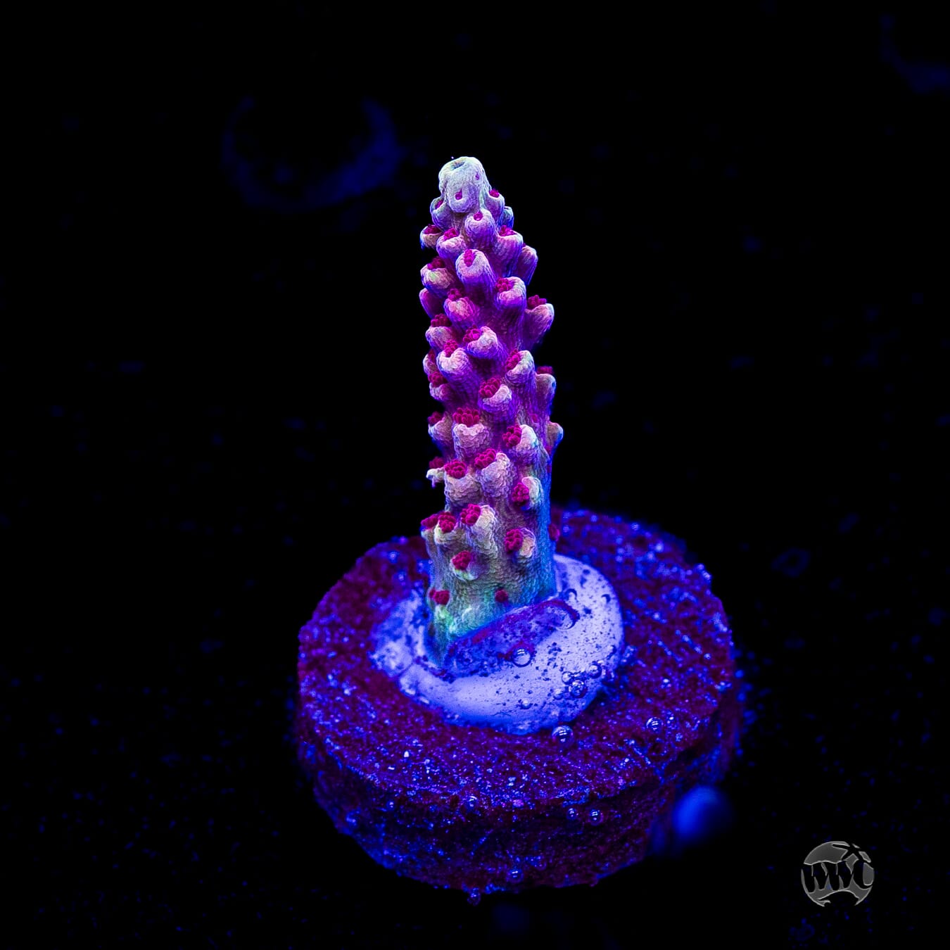 WWC Terra Red Acropora