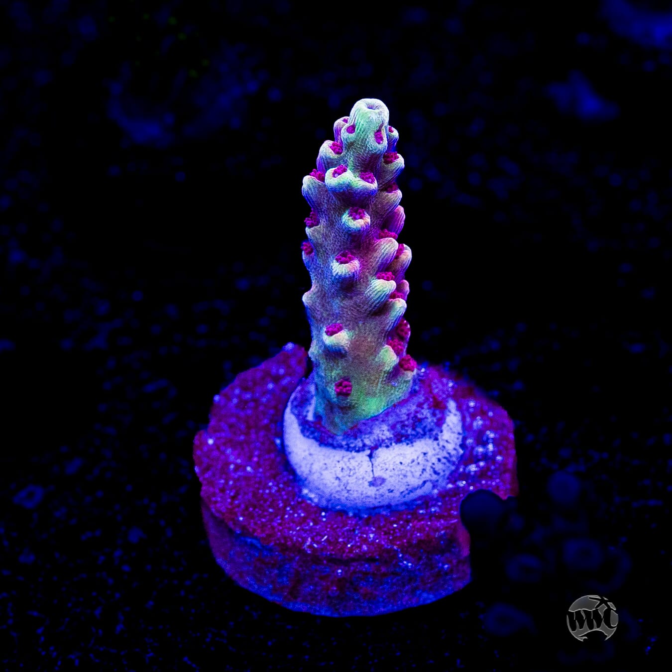 WWC Terra Red Acropora