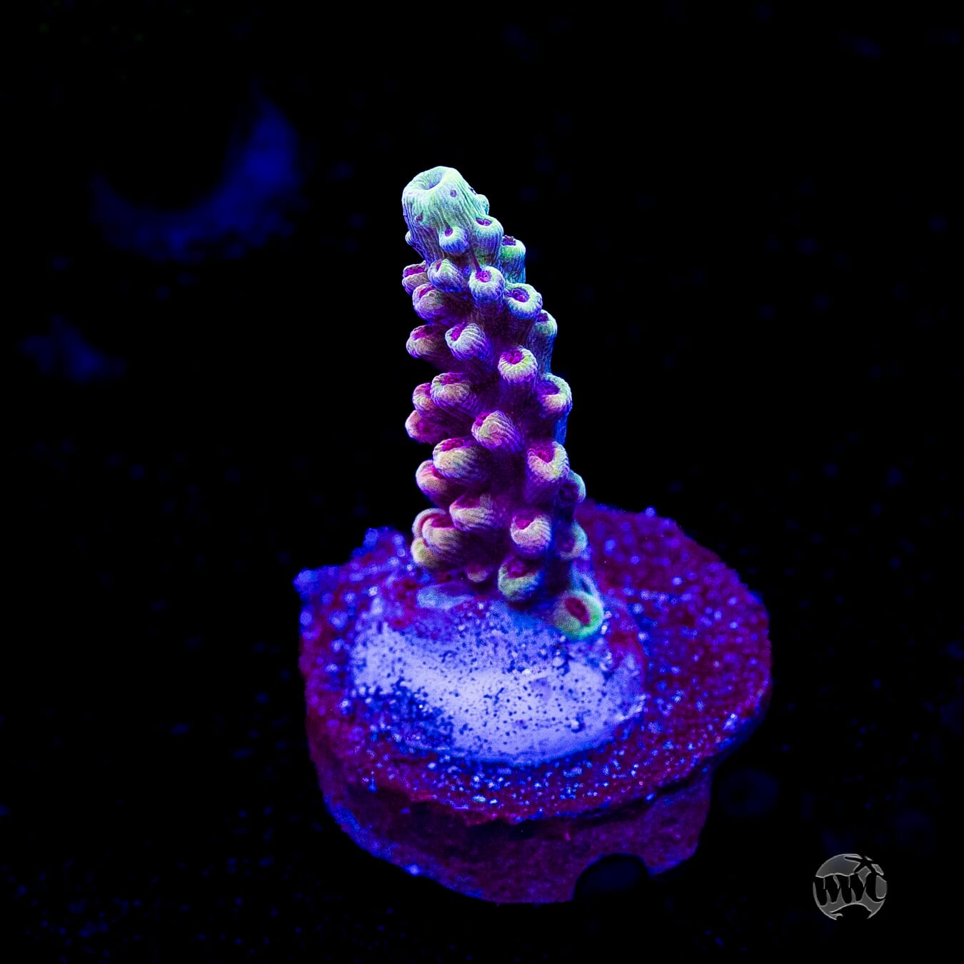 WWC Terra Red Acropora