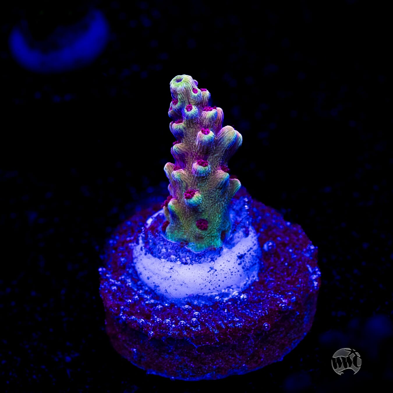 WWC Terra Red Acropora