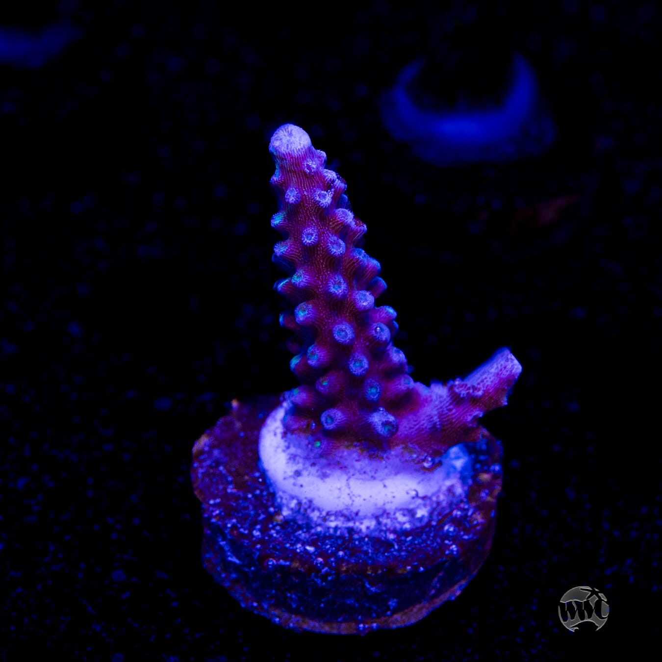 WWC Blue Lightning Stag Acropora