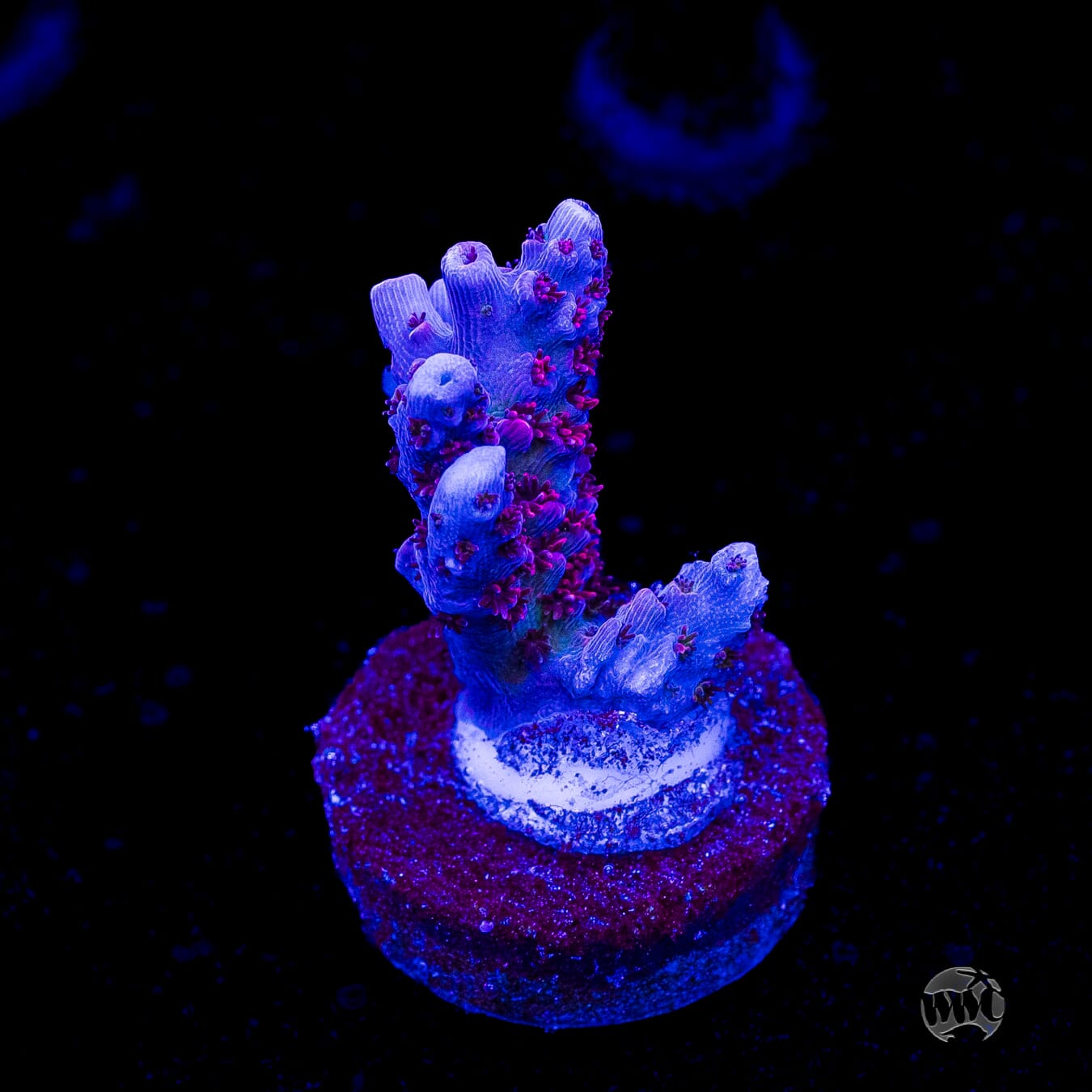 WWC Ruby Runner Acropora