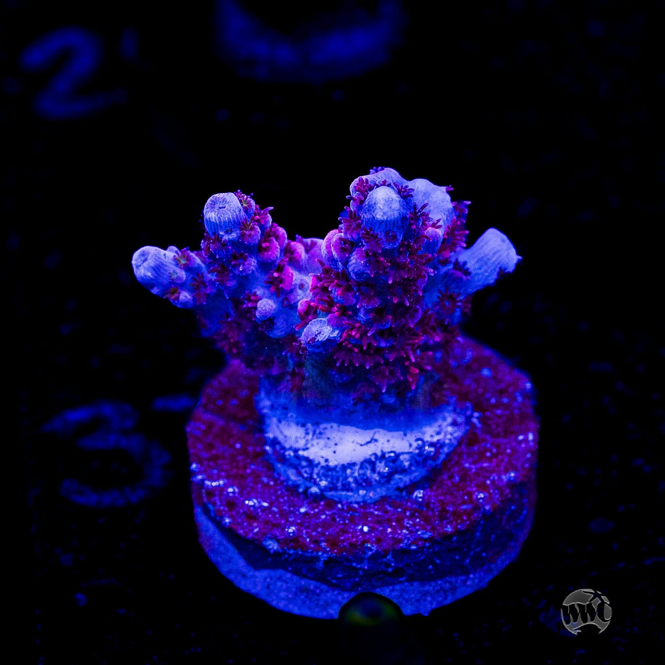 WWC Ruby Runner Acropora