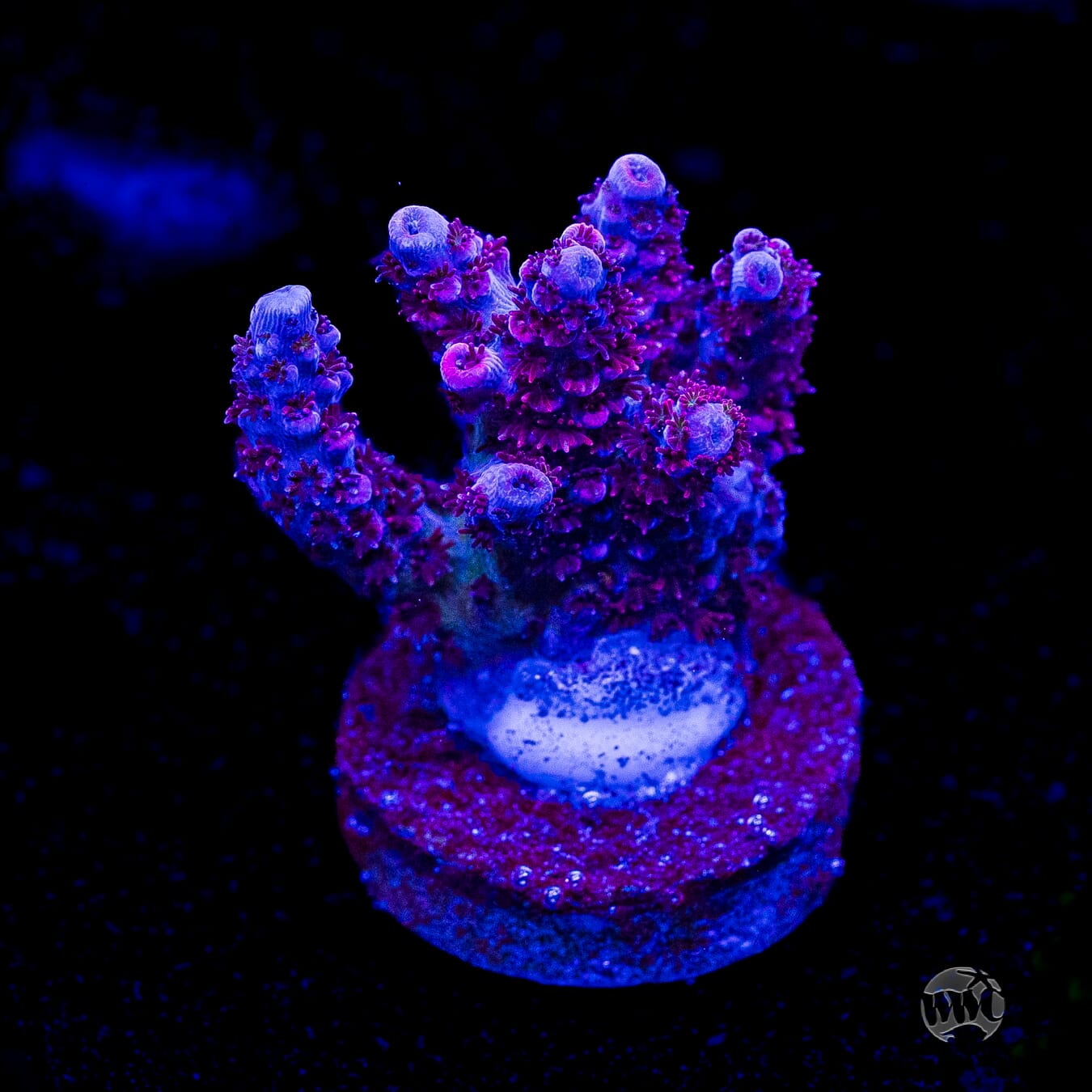 WWC Ruby Runner Acropora