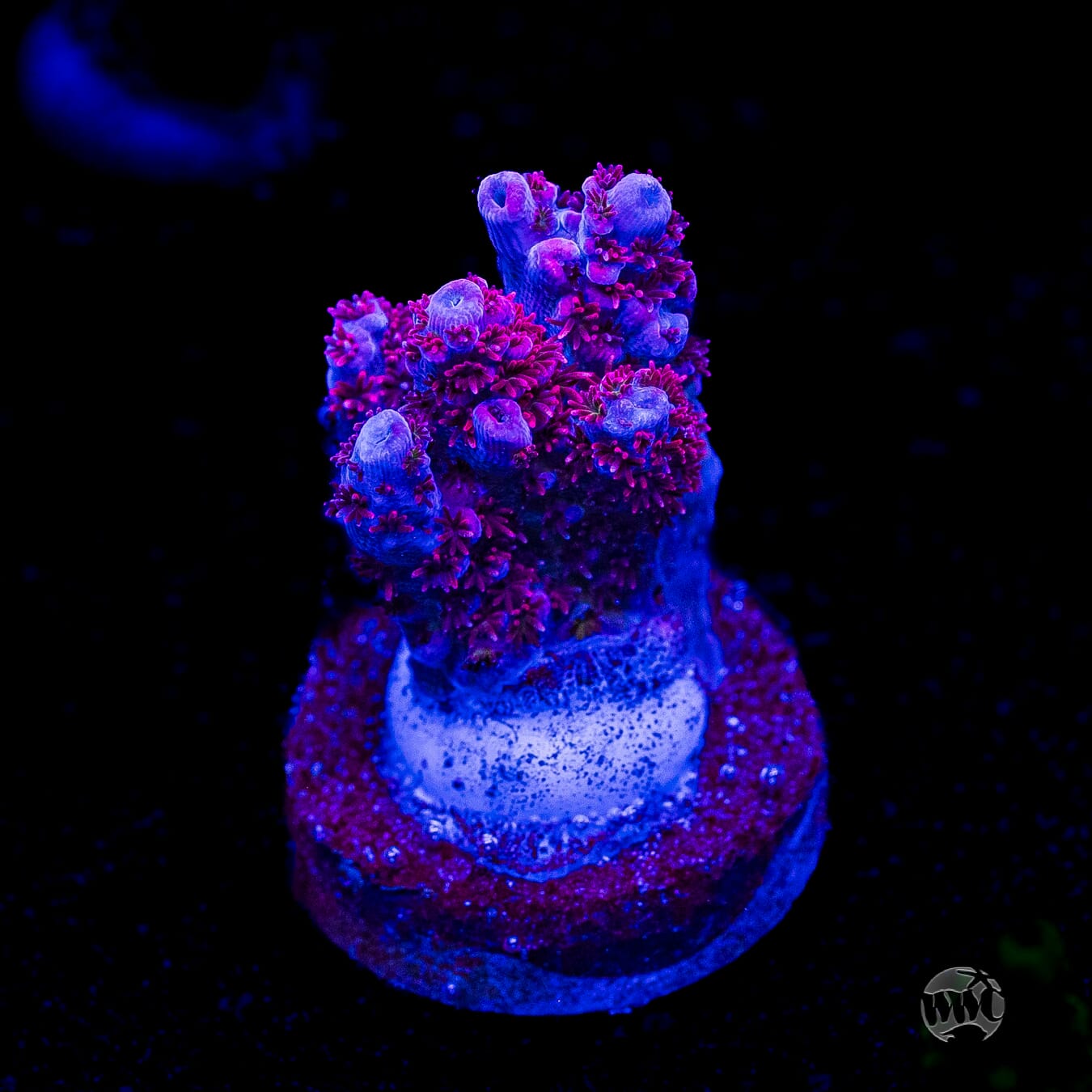 WWC Ruby Runner Acropora