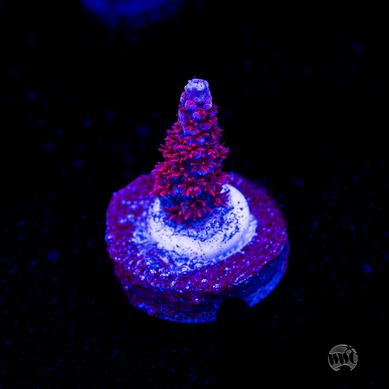 WWC Wow Acropora