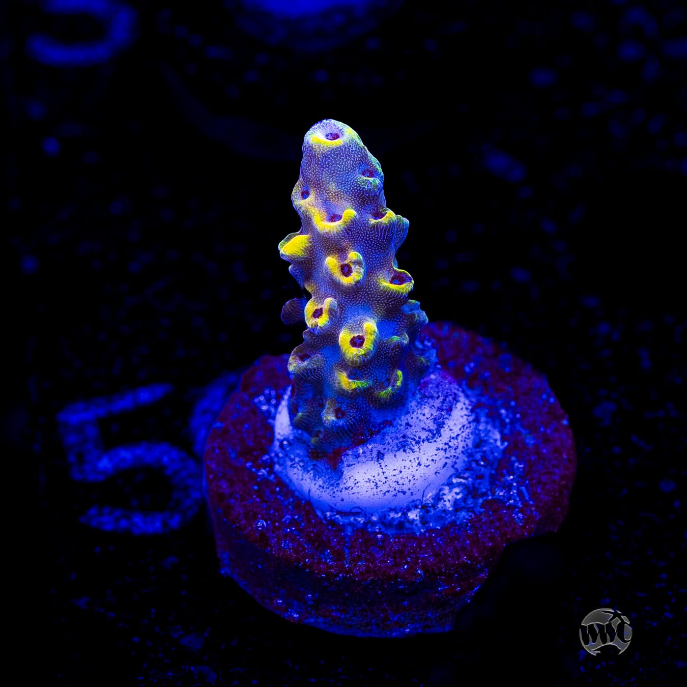 WWC Yellow Fever Acropora