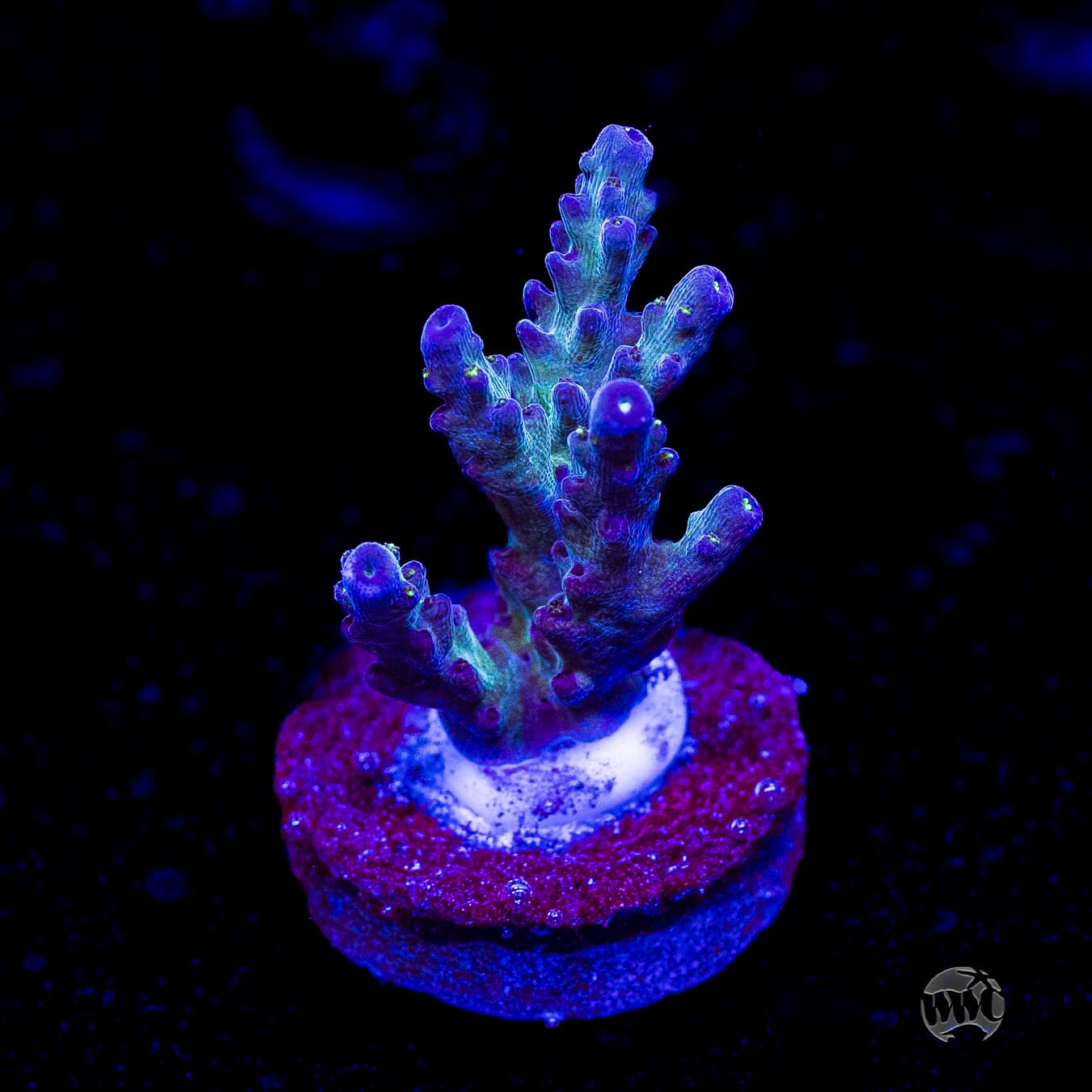 WWC Aussie Special Acropora