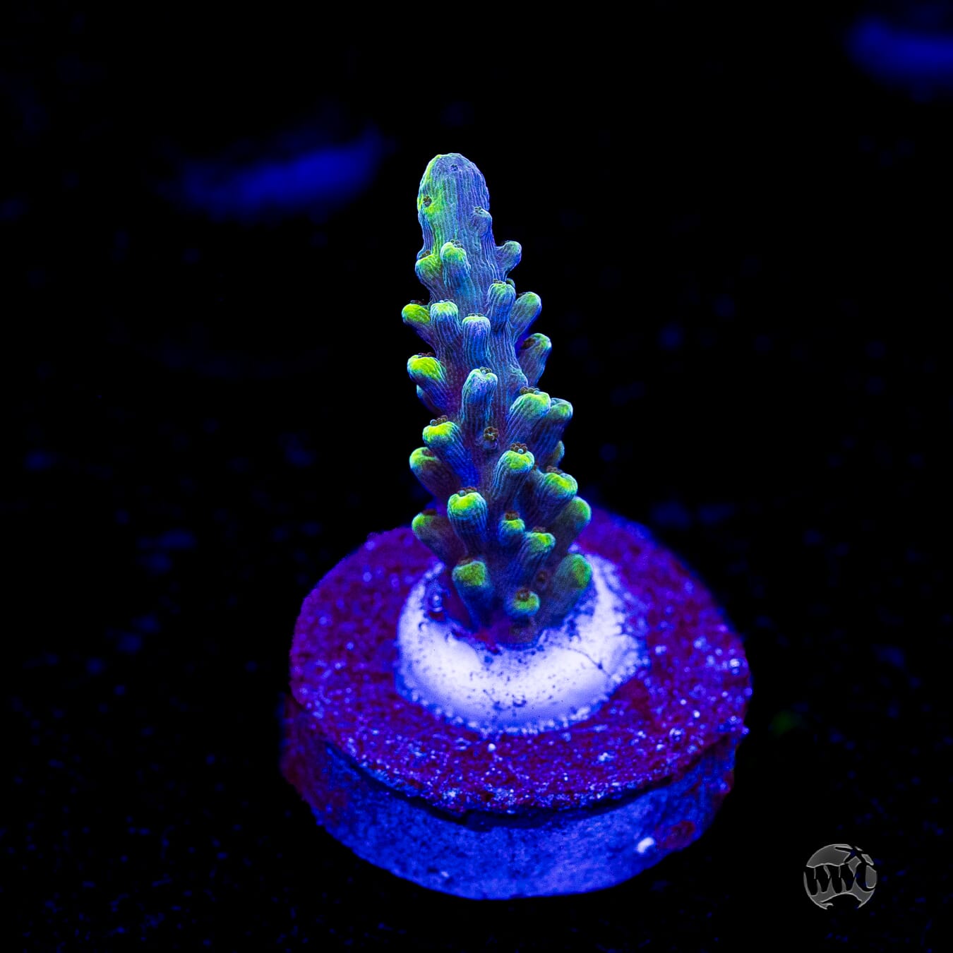 WWC Solomon Split Acropora