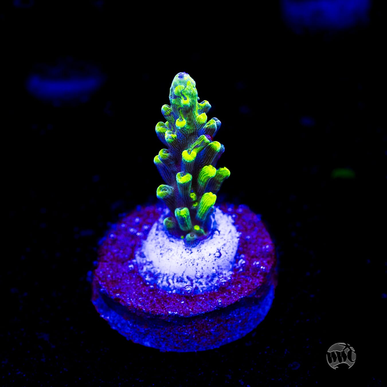 WWC Solomon Split Acropora