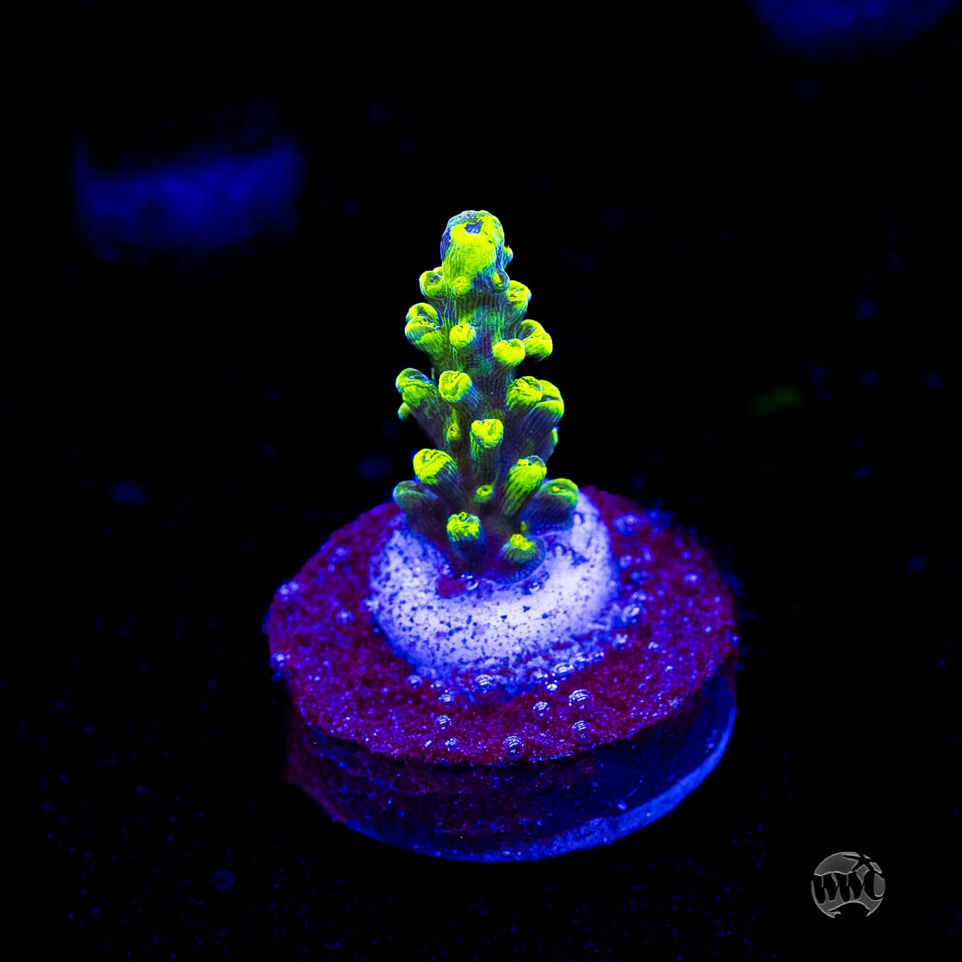 WWC Solomon Split Acropora