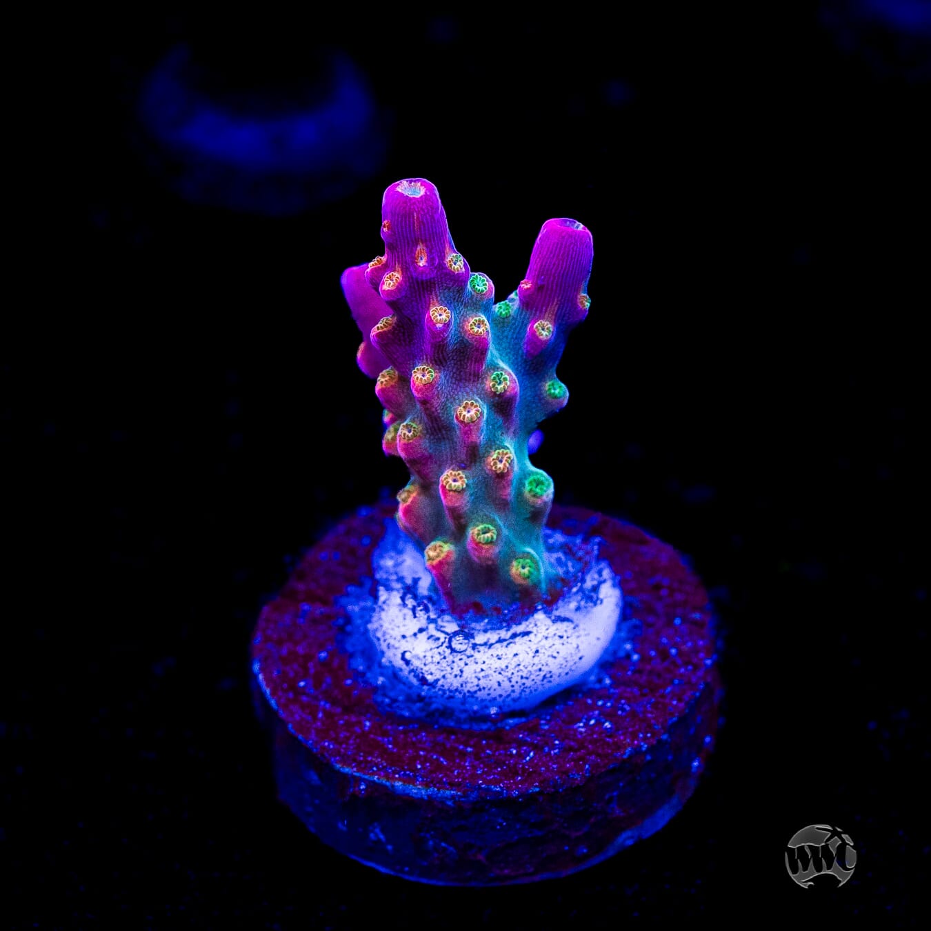 Jason Fox Shock Tart Acropora