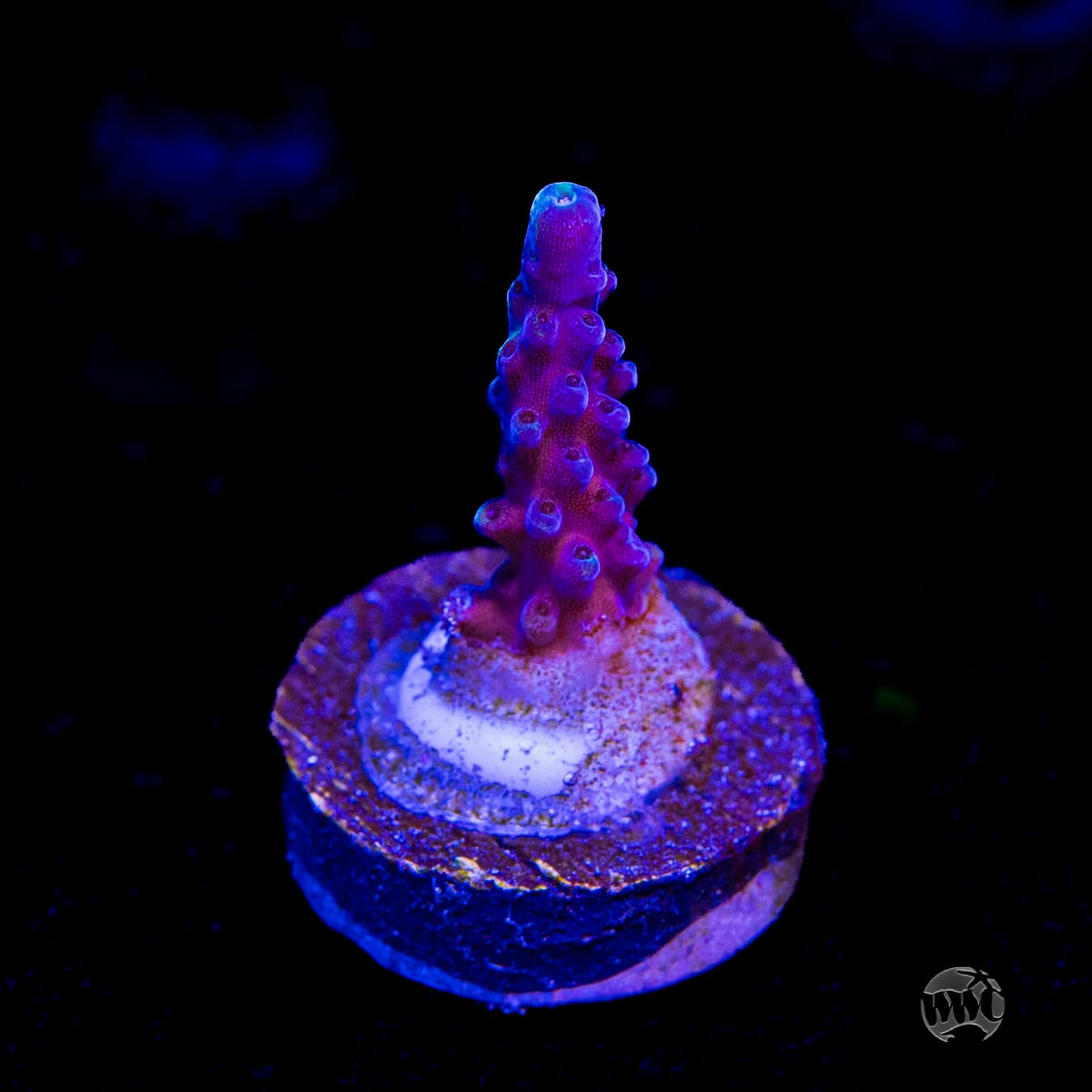Paletta Blue Acropora