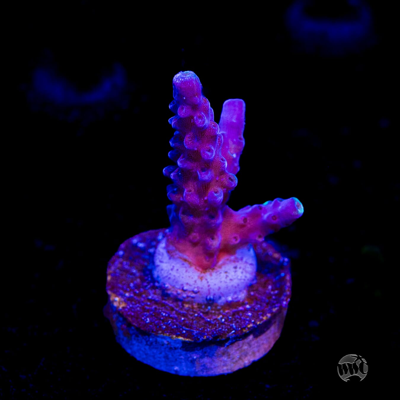 Paletta Blue Acropora