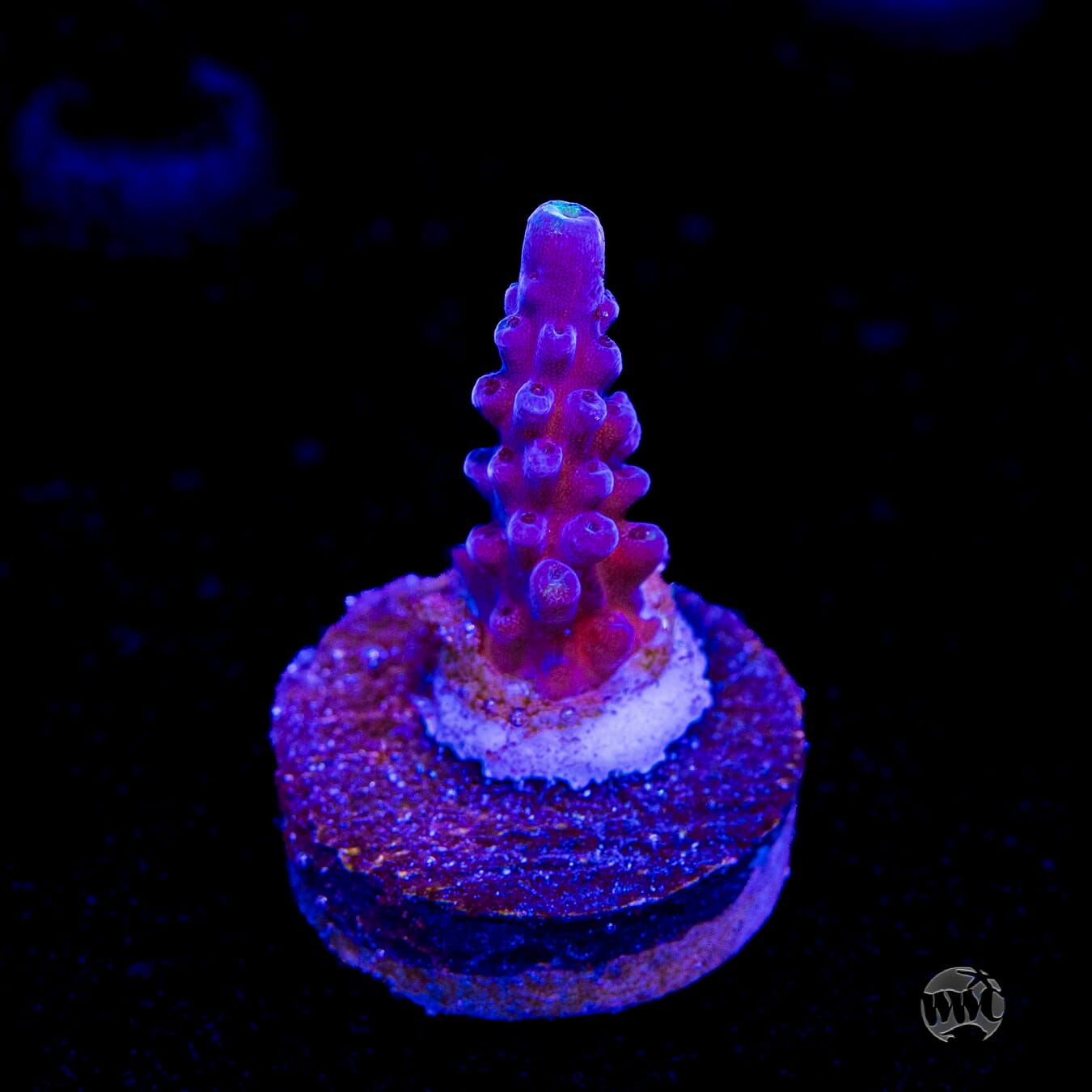 Paletta Blue Acropora