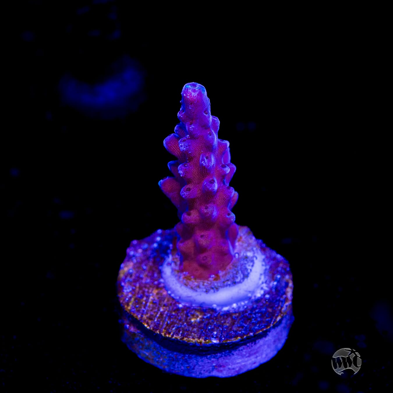 Paletta Blue Acropora