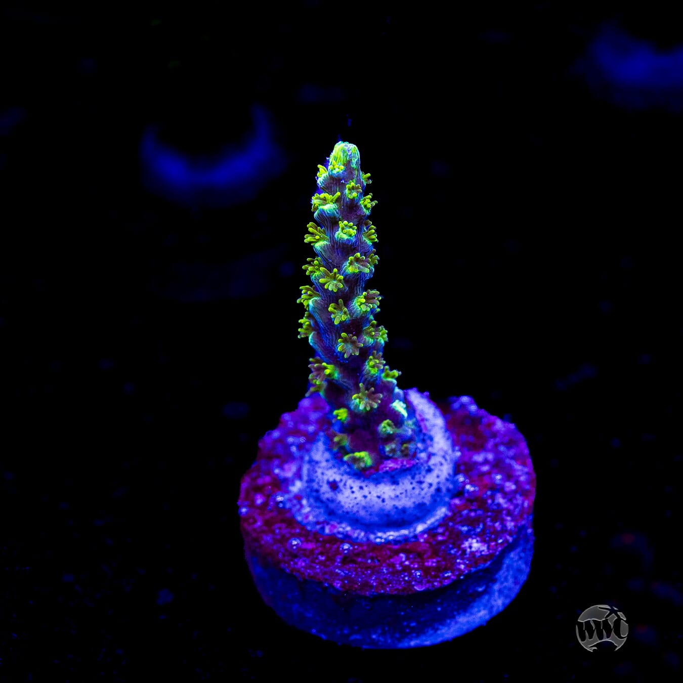 ORA Purple Plasma Acropora