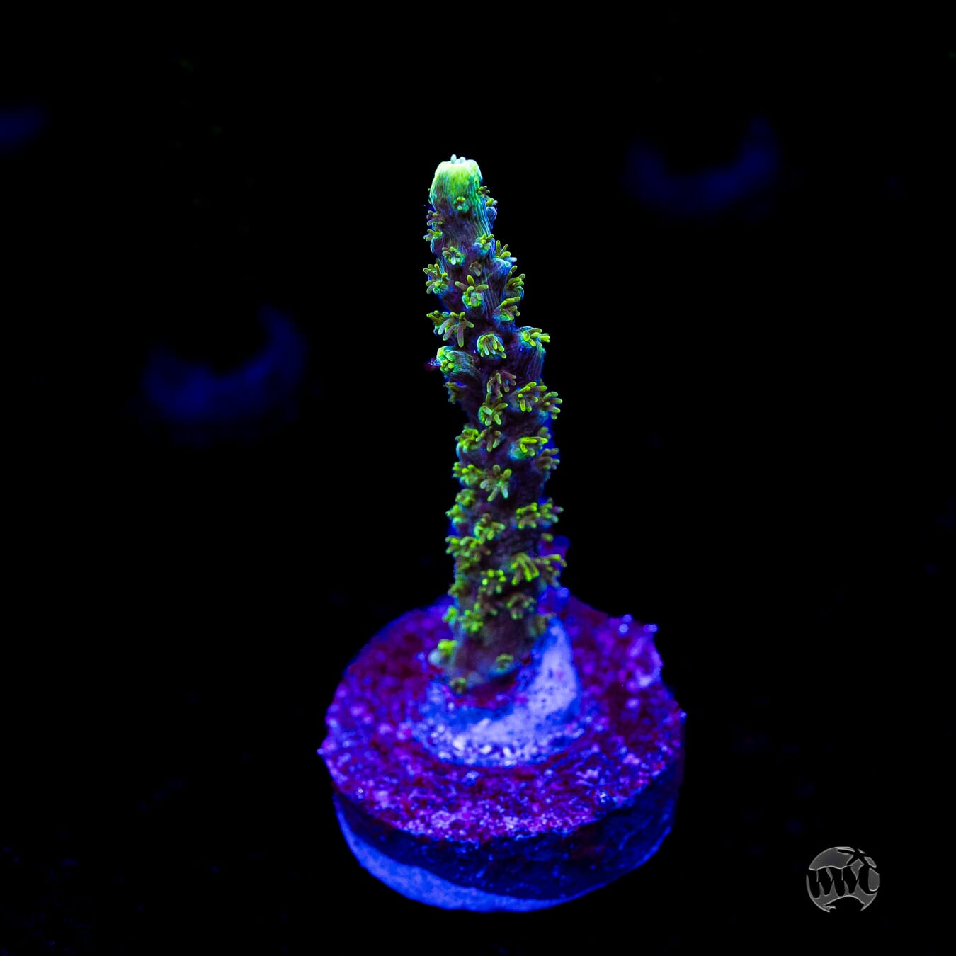 ORA Purple Plasma Acropora