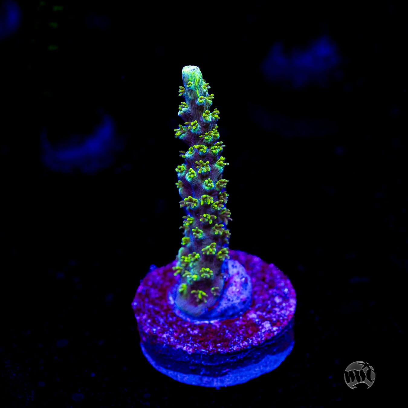 ORA Purple Plasma Acropora